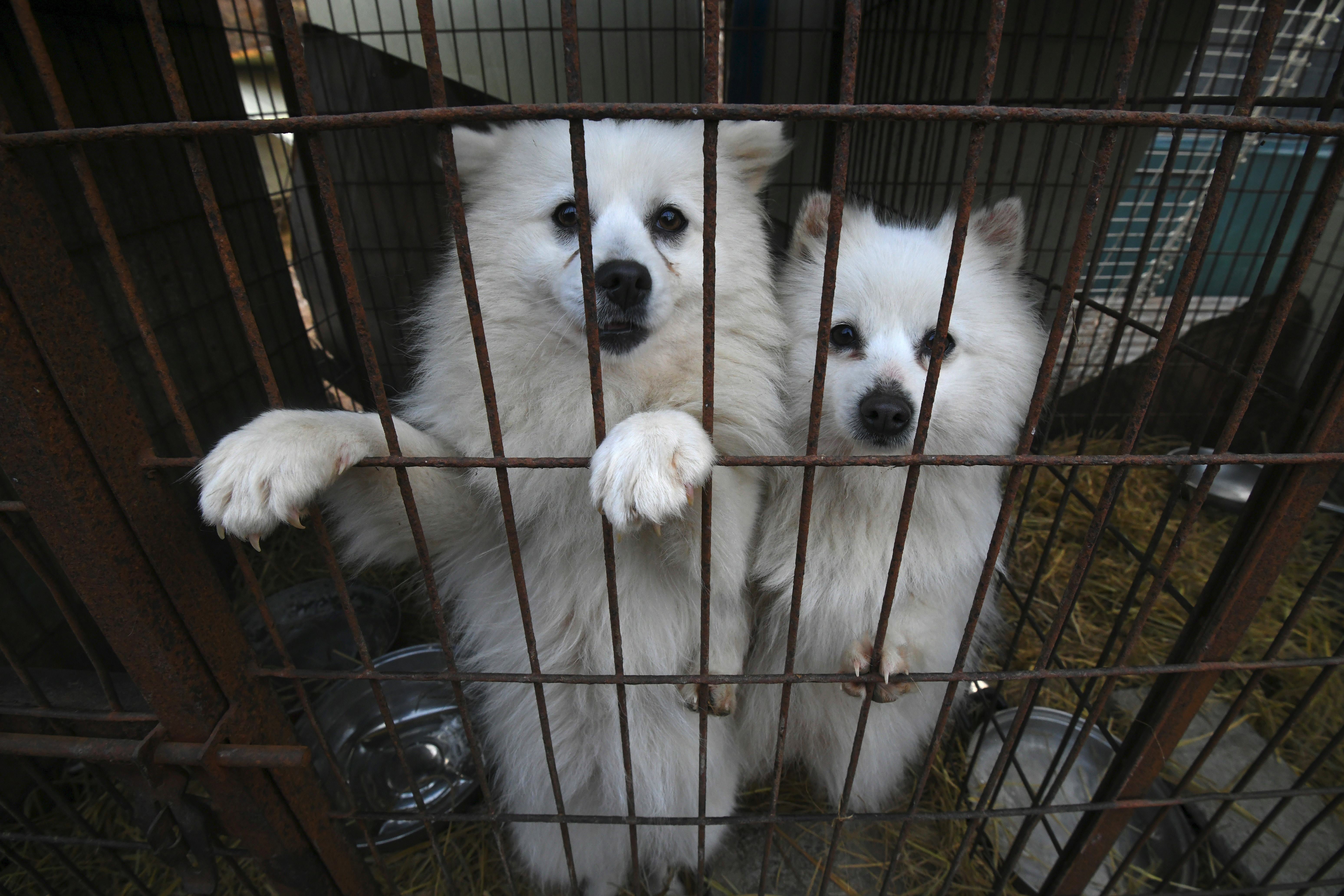 Dogs look out from a cage at a dog farm during a rescue by the Humane Society International in Hongseong on 13 February 2019