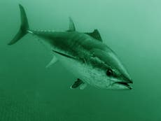 Is the climate crisis driving rare bluefin tuna to British waters?