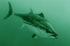 Is the climate crisis driving rare bluefin tuna to British waters?