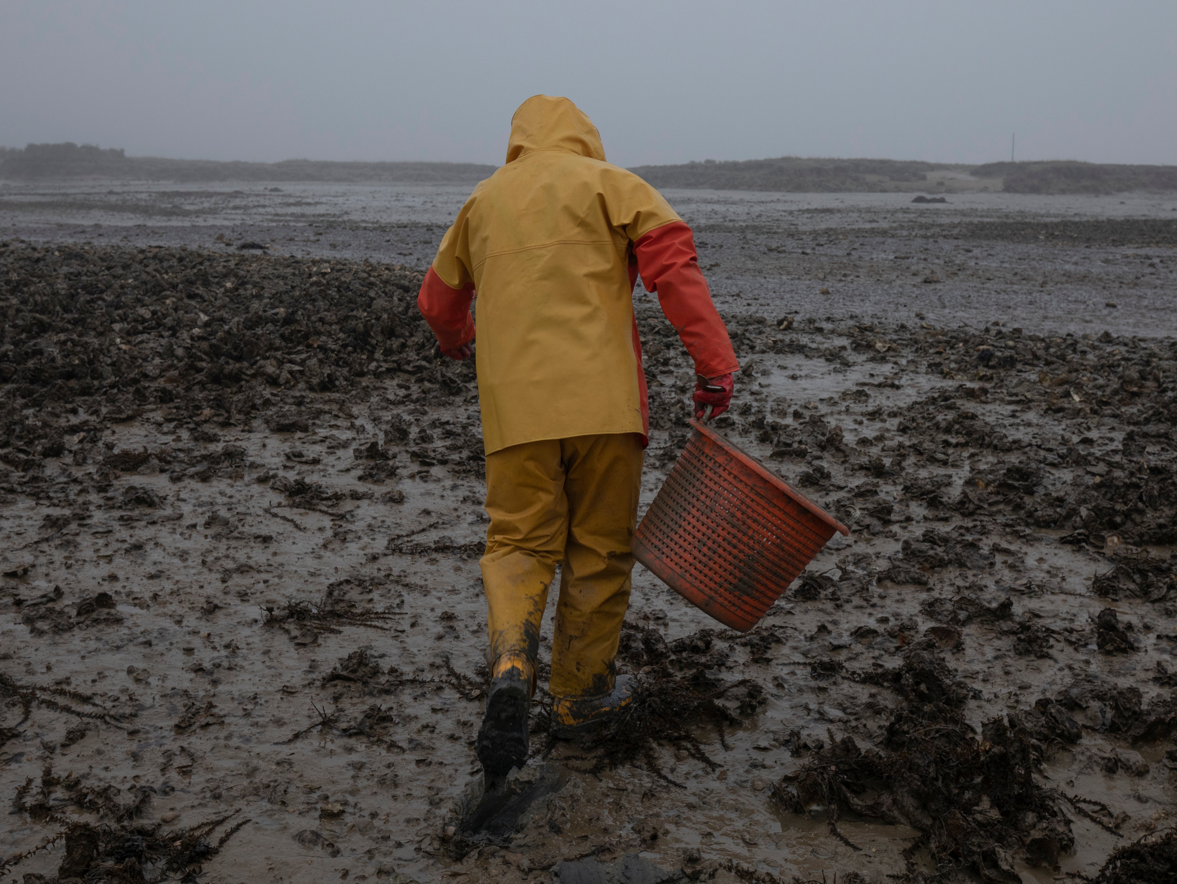 Oysters affected could have caused food poisoning