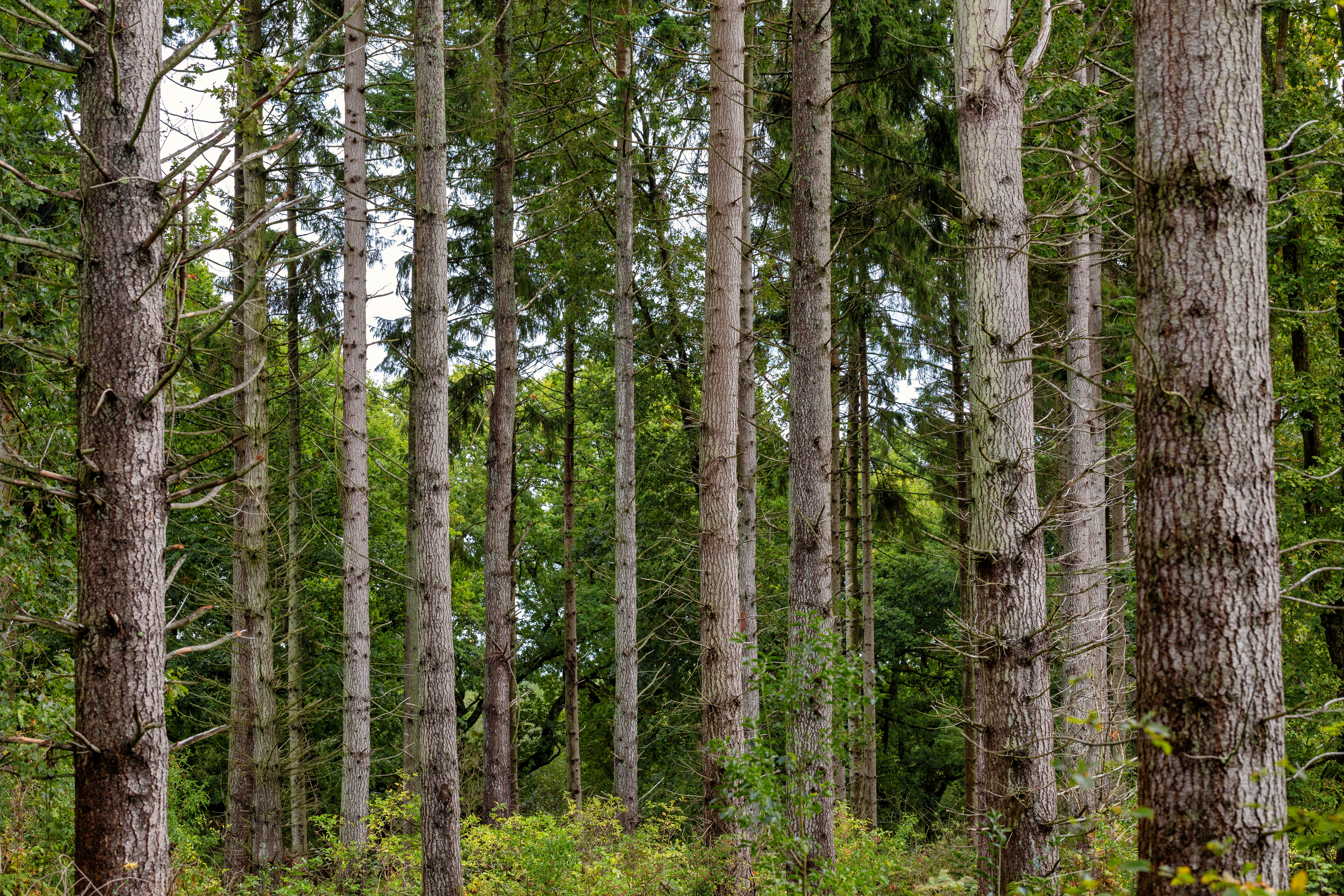 Environmental experts said the development would destroy habitat and ‘open the floodgates for damage to ancient woodlands elsewhere'