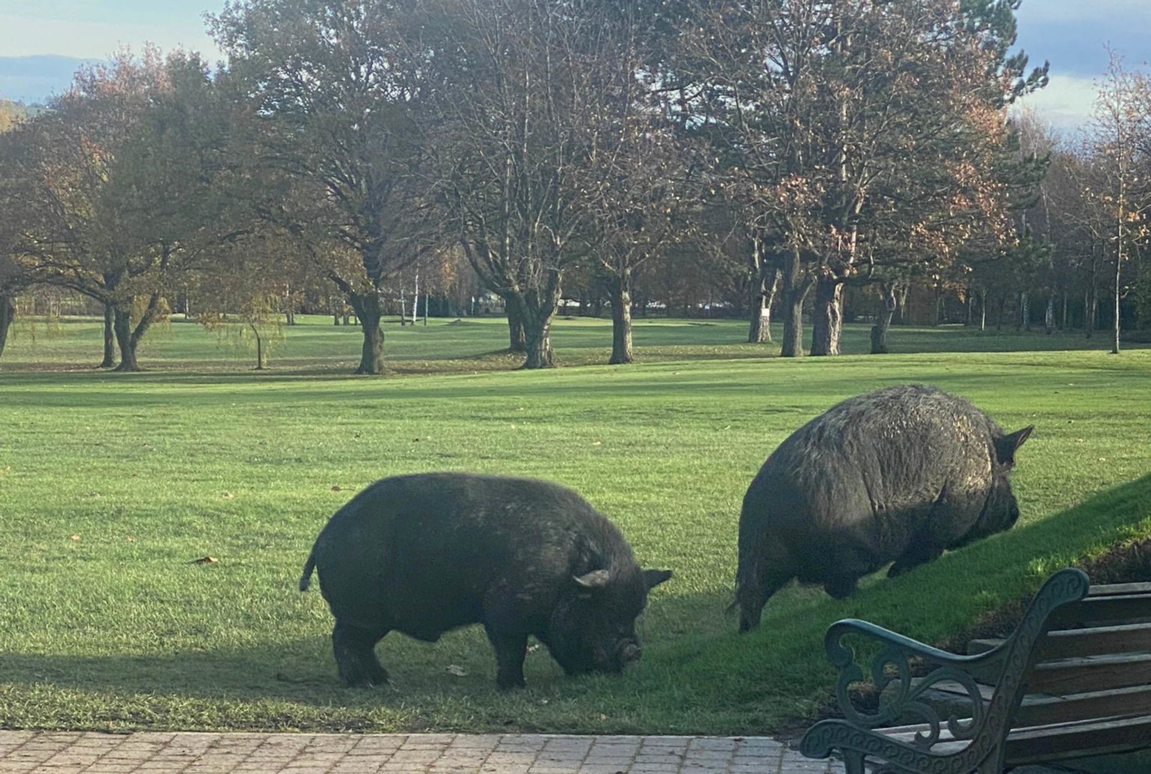 The pigs caused chaos at the club