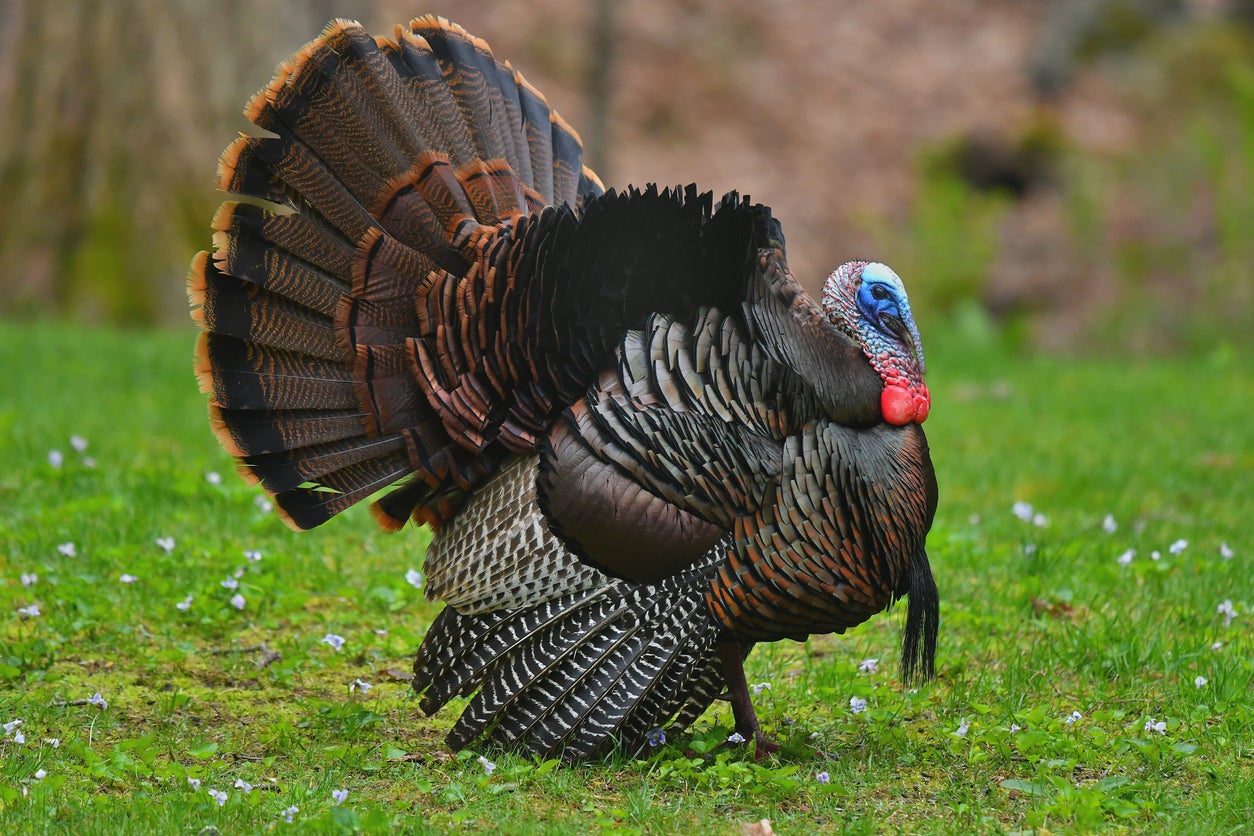 The average age for most wild turkeys is 1.5 years.