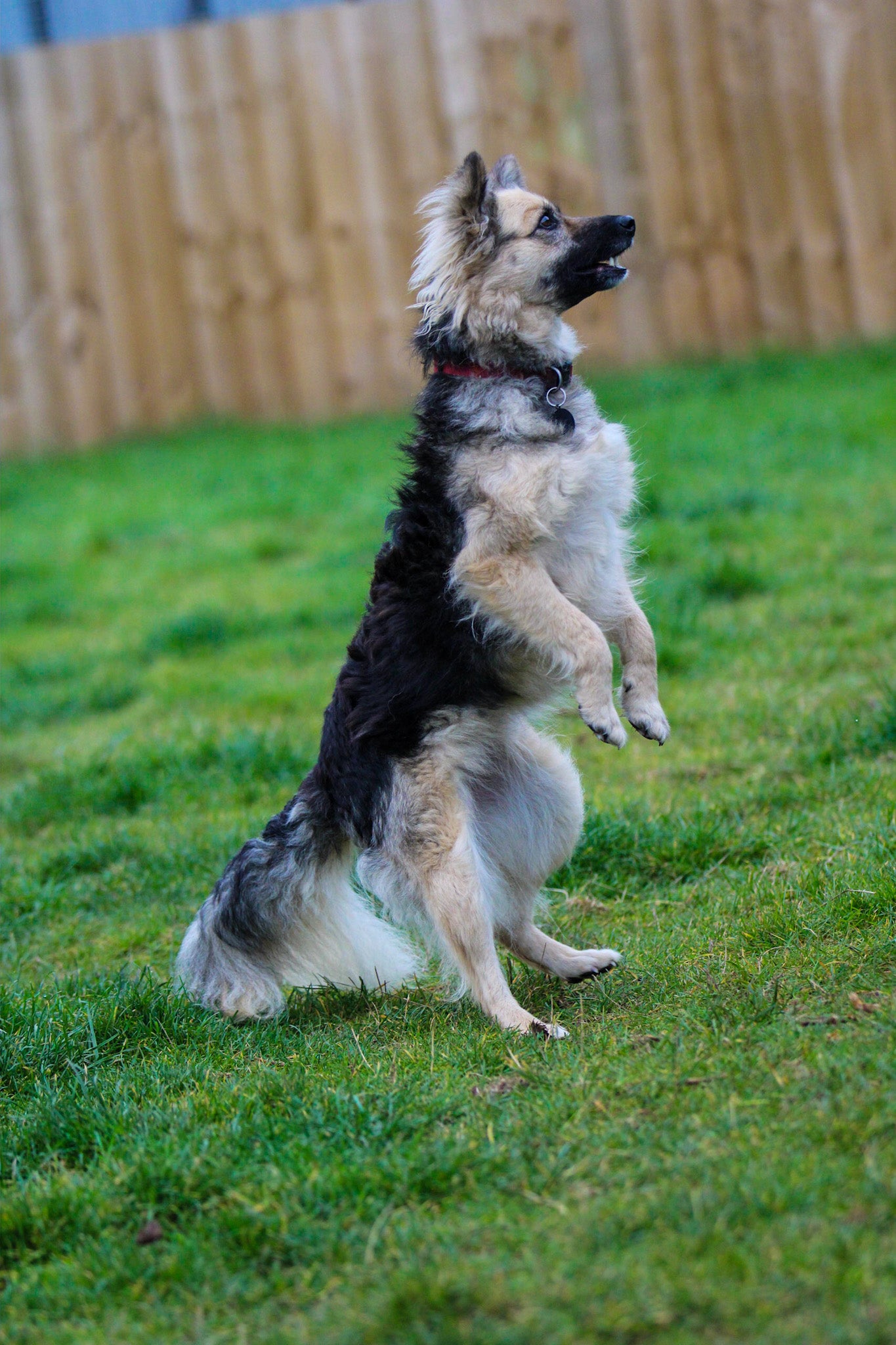 Epiphany, a mixed-breed dog at Oakwood Dog Rescue