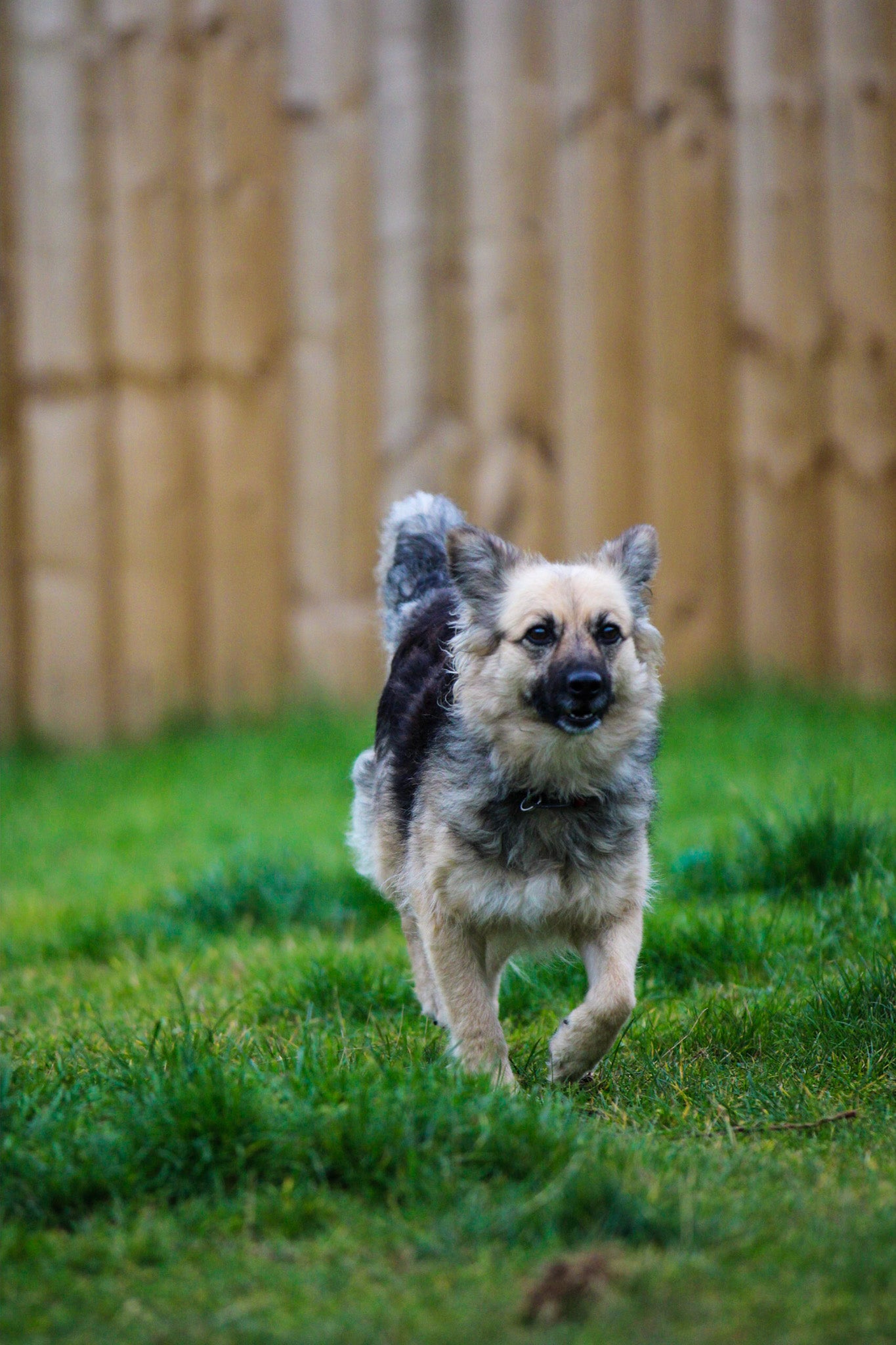 Epiphany, a mixed-breed dog at Oakwood Dog Rescue