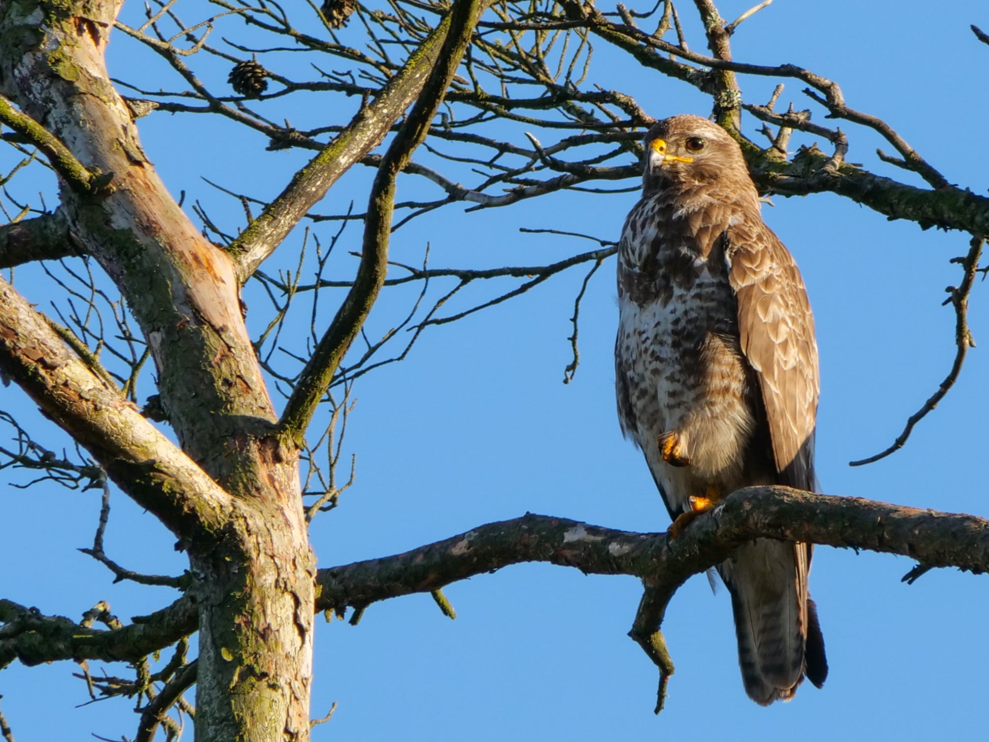 Raptors were killed in greater numbers than ever last year