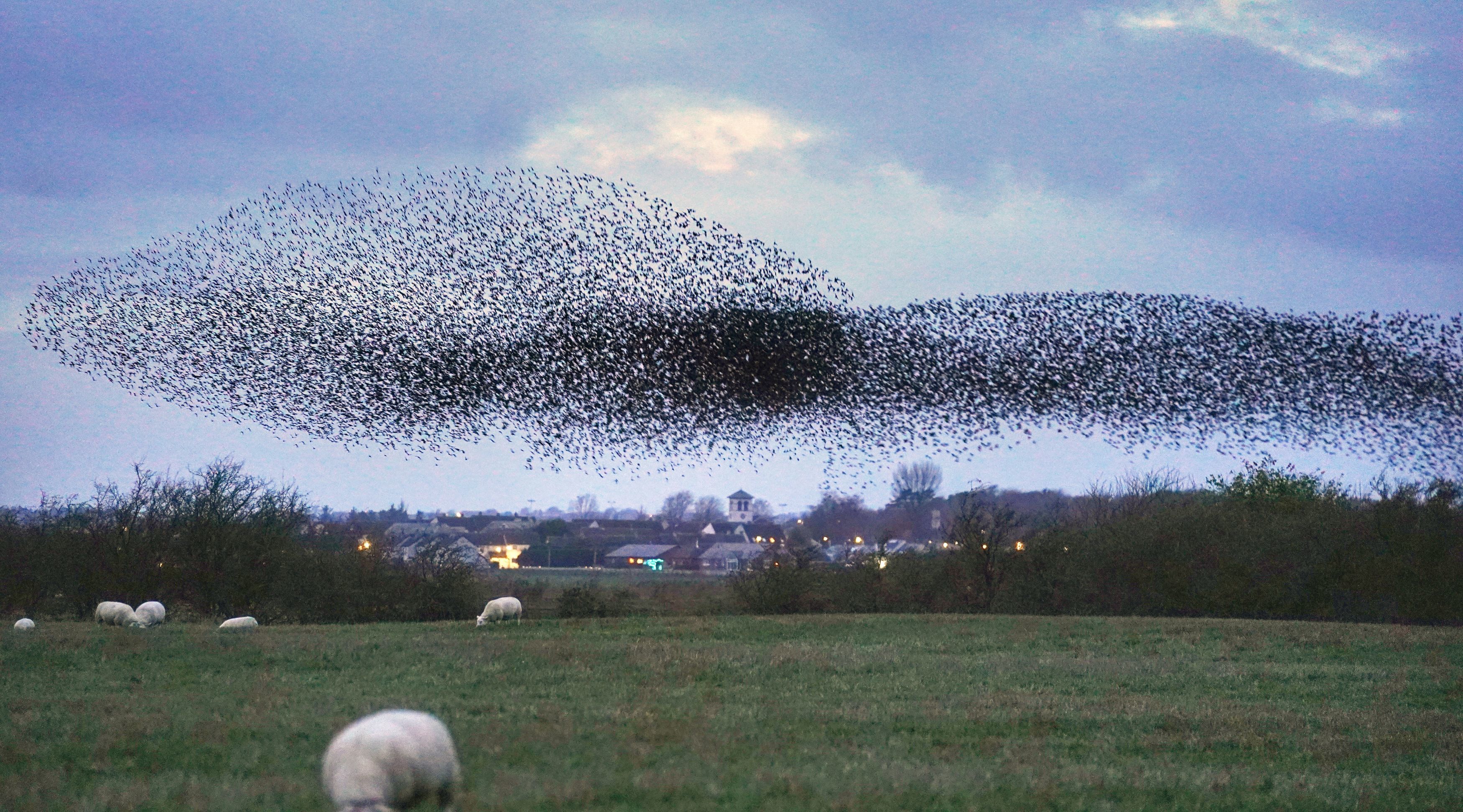 Birdsong is declining in Europe and North America