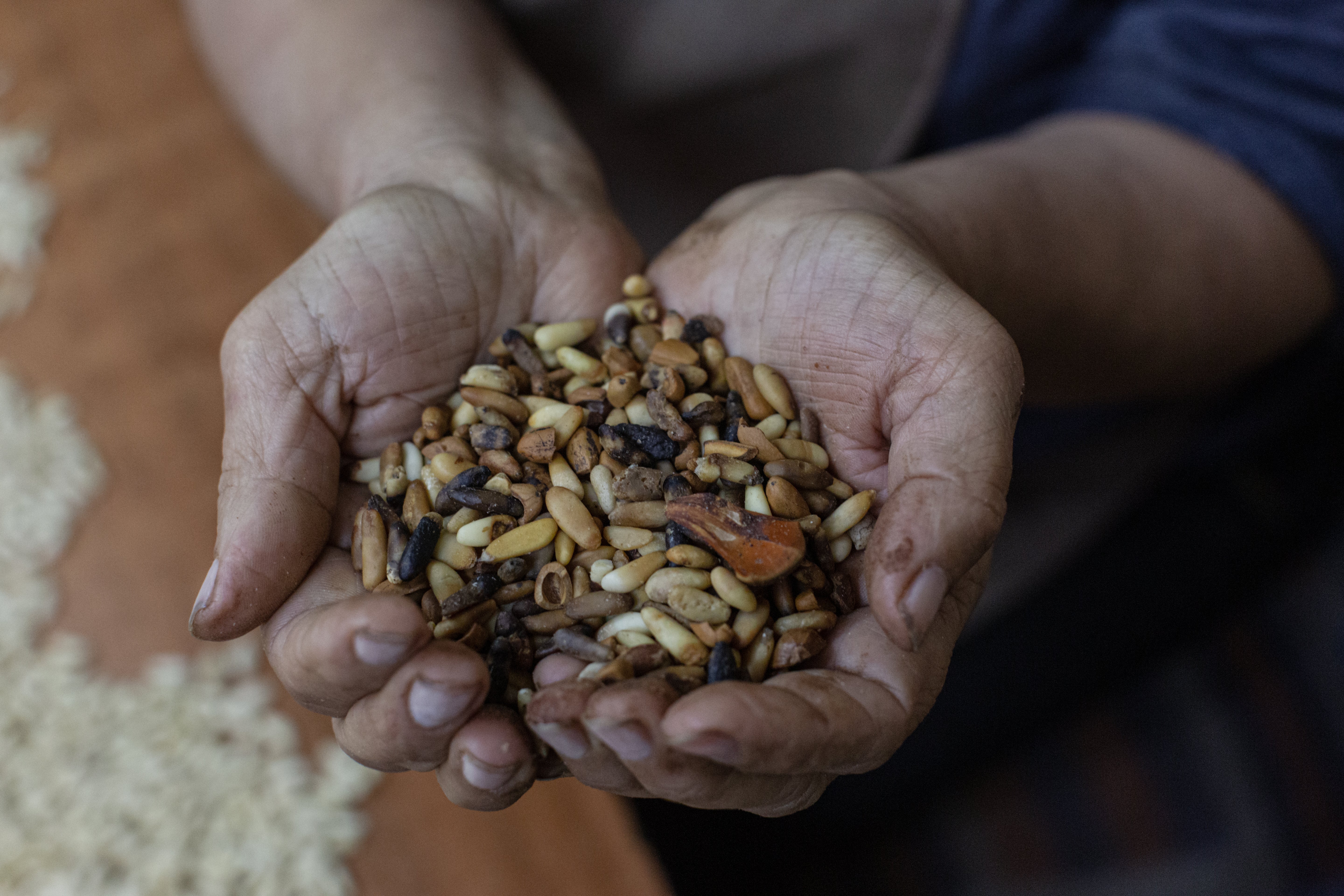 Sanaa Makarem holds a handful of pine seeds withered by an insect infestation