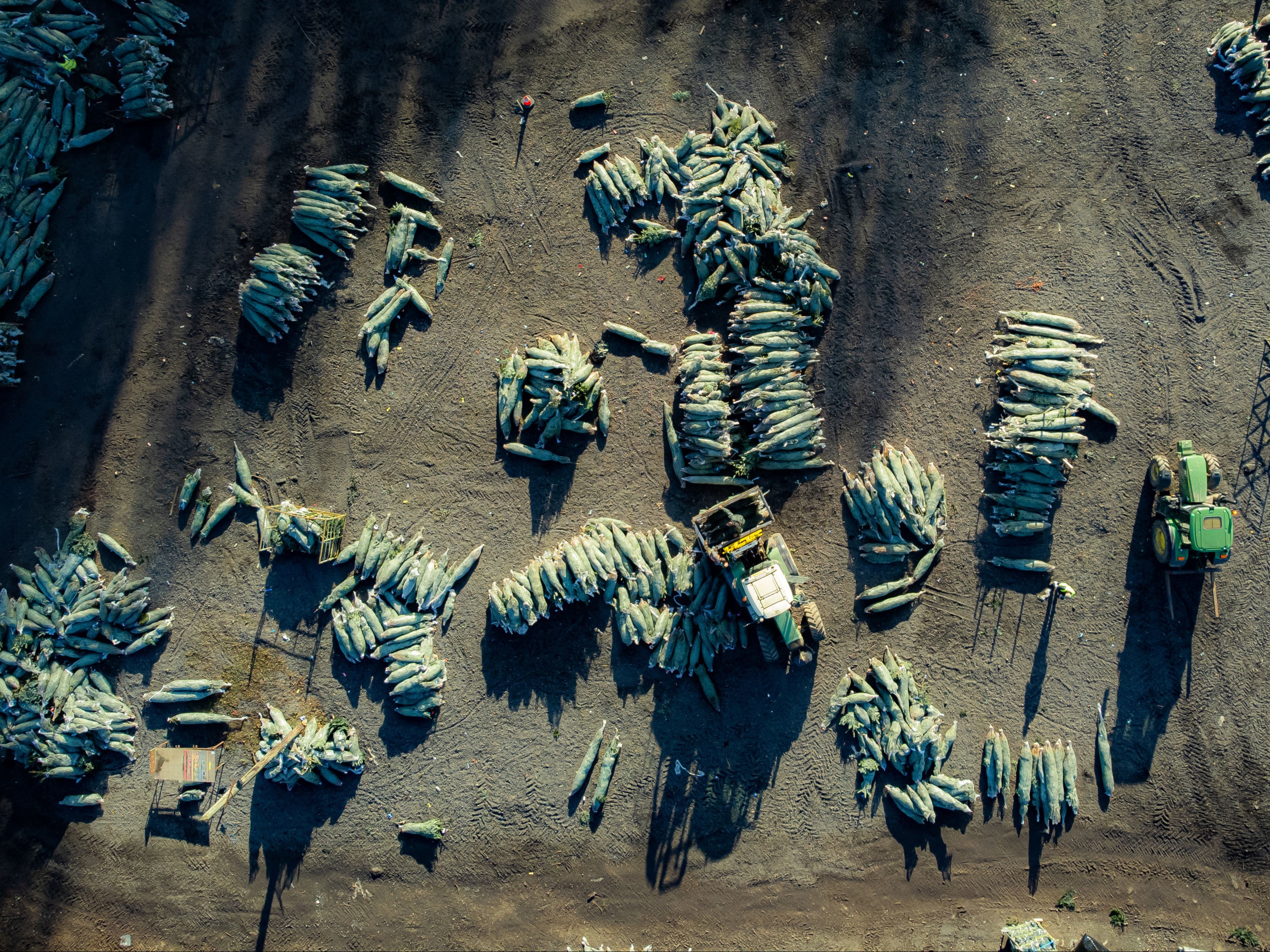 Trees are stacked and readied to be put on pallets at the Yattendon farm in West Berkshire, UK