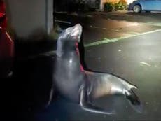 Sea lion escorted back to sea by Oregon wildlife troopers after wandering through Lincoln City