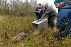 Beavers saved from culling in ‘groundbreaking’ move