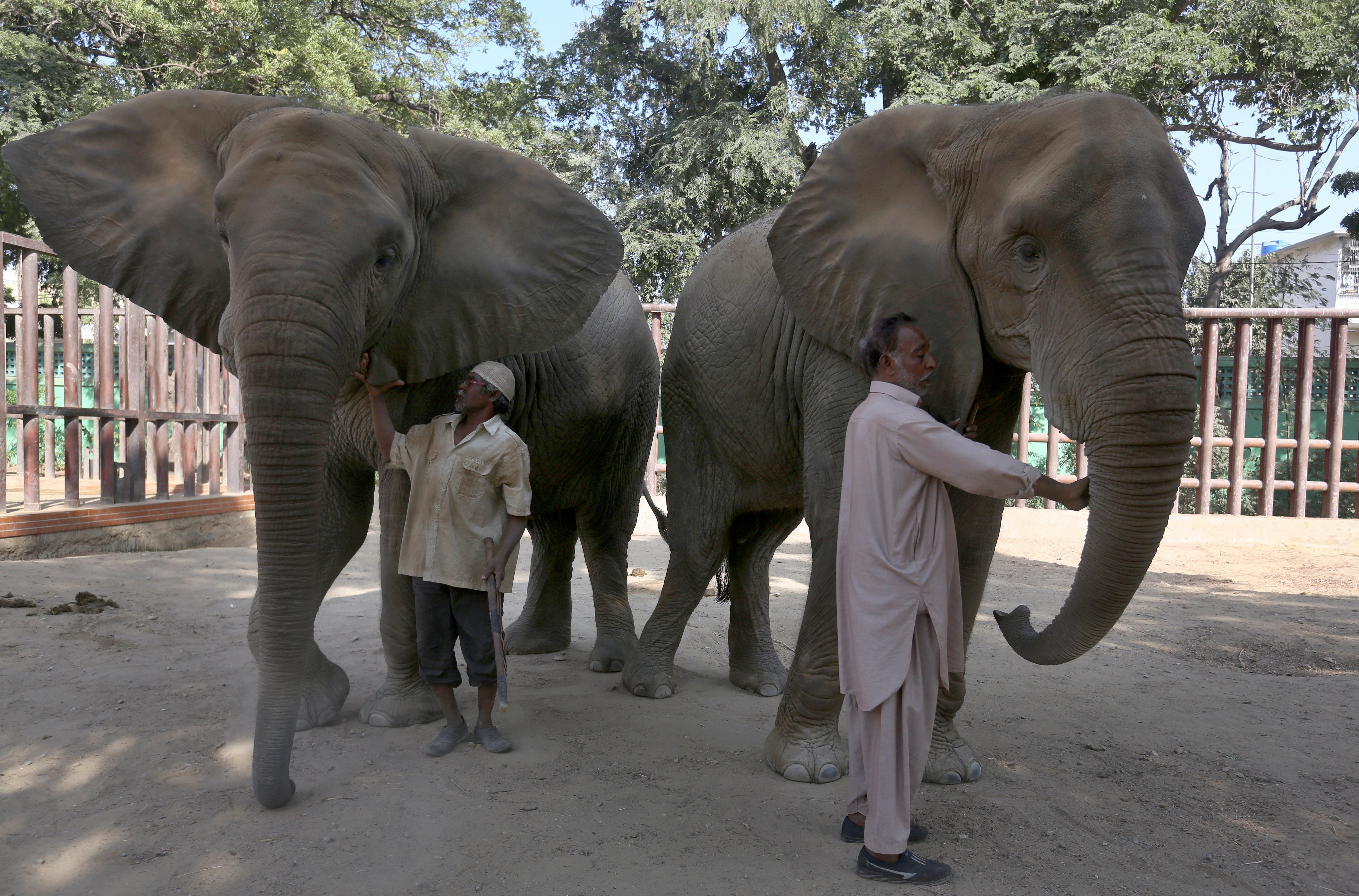 Pakistan Elephants