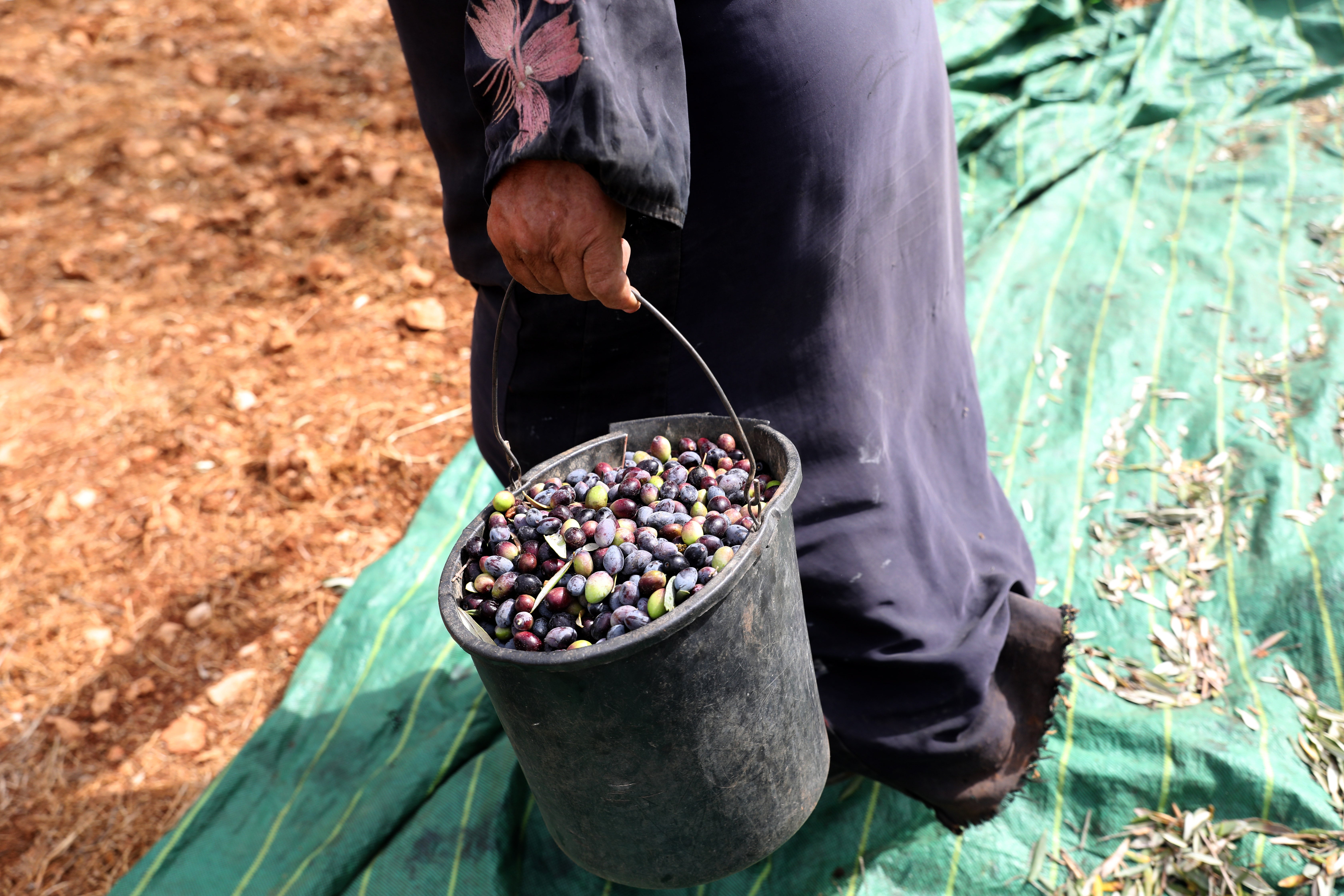 Up to 100,000 Palestinian families rely on the olive harvest for their income