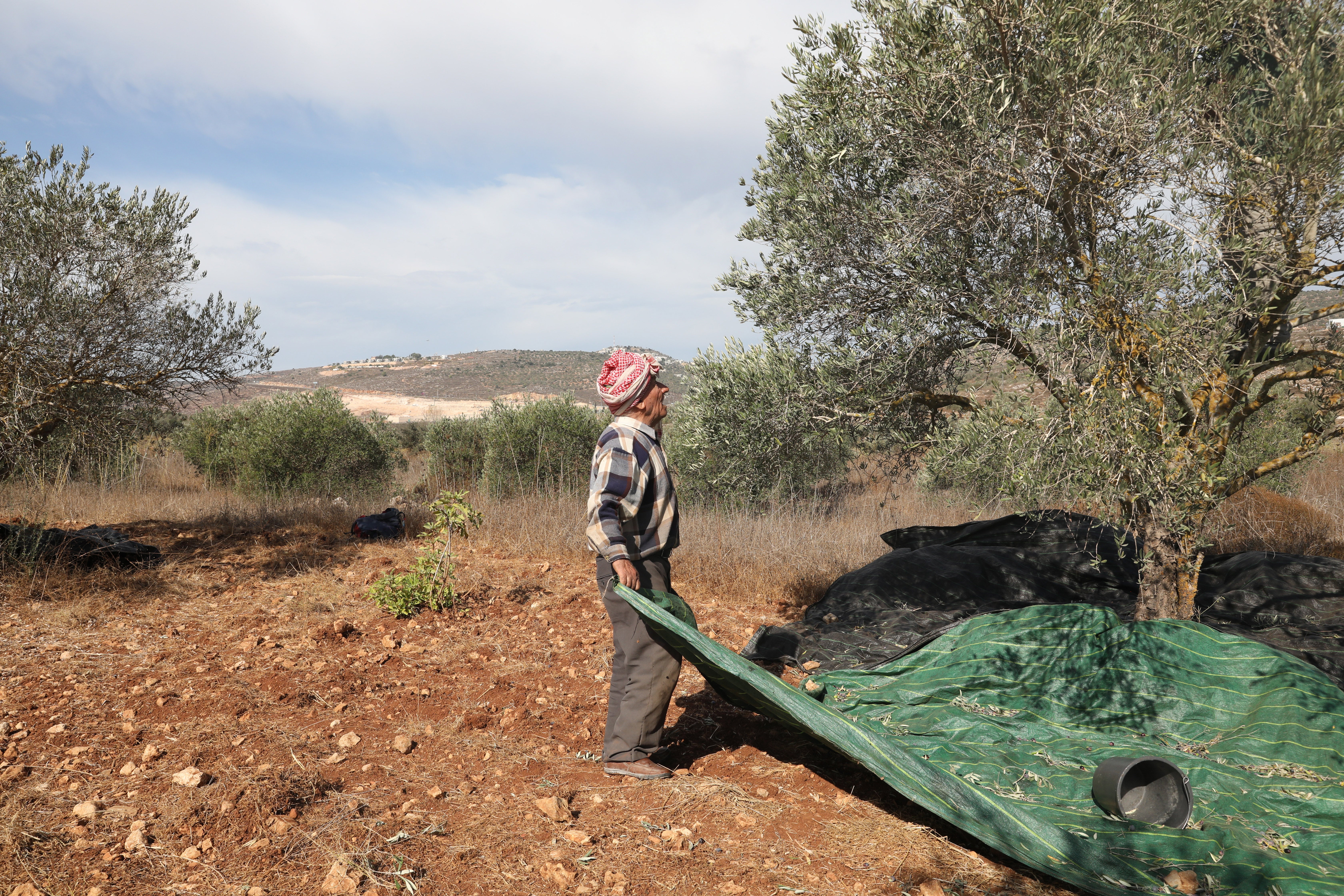 Palestinian farmers harvest their olives in October and November each year