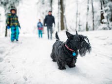 How do you know when it’s too cold to walk your dog?