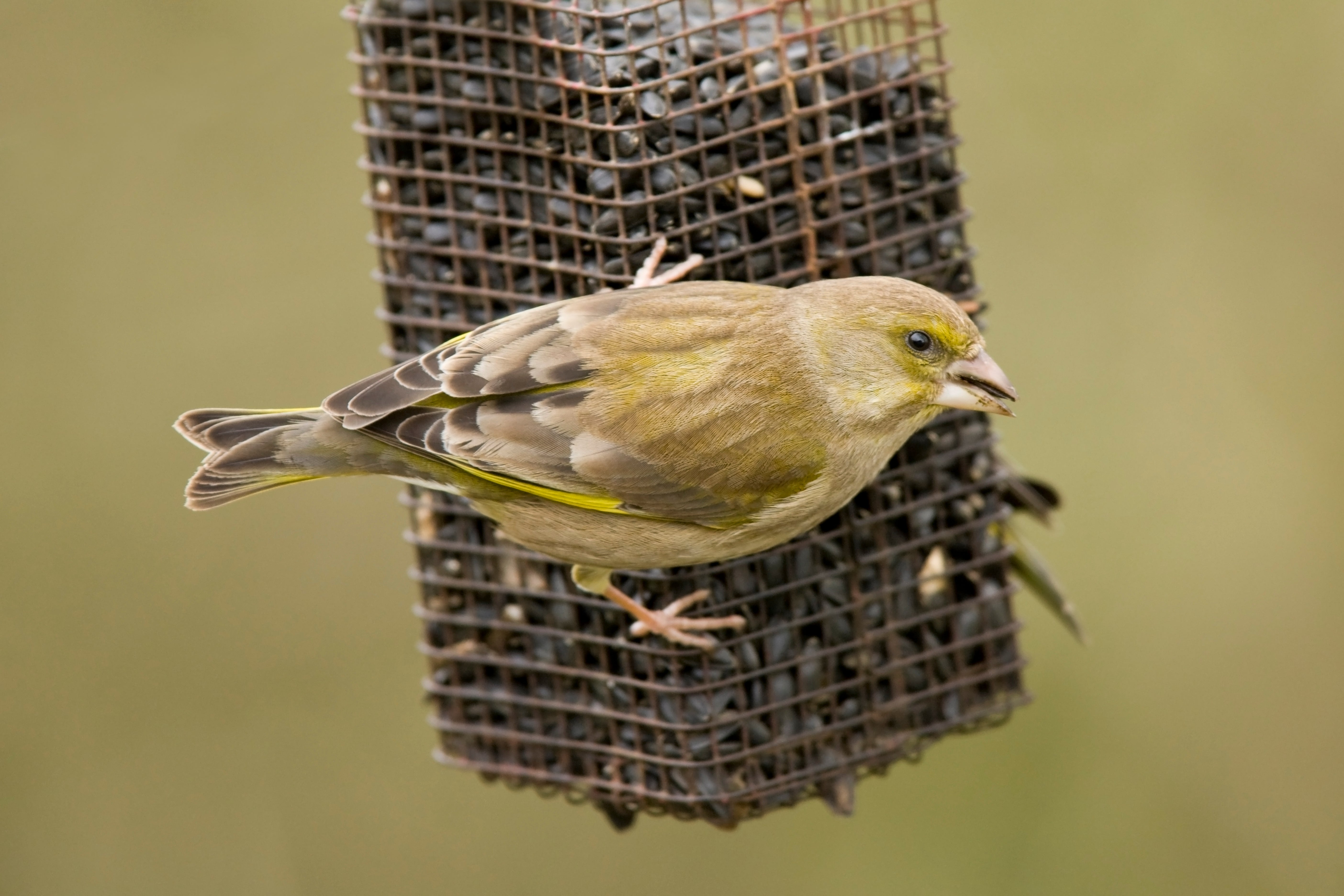 Greenfinches have been added to the UK’s red list for birds