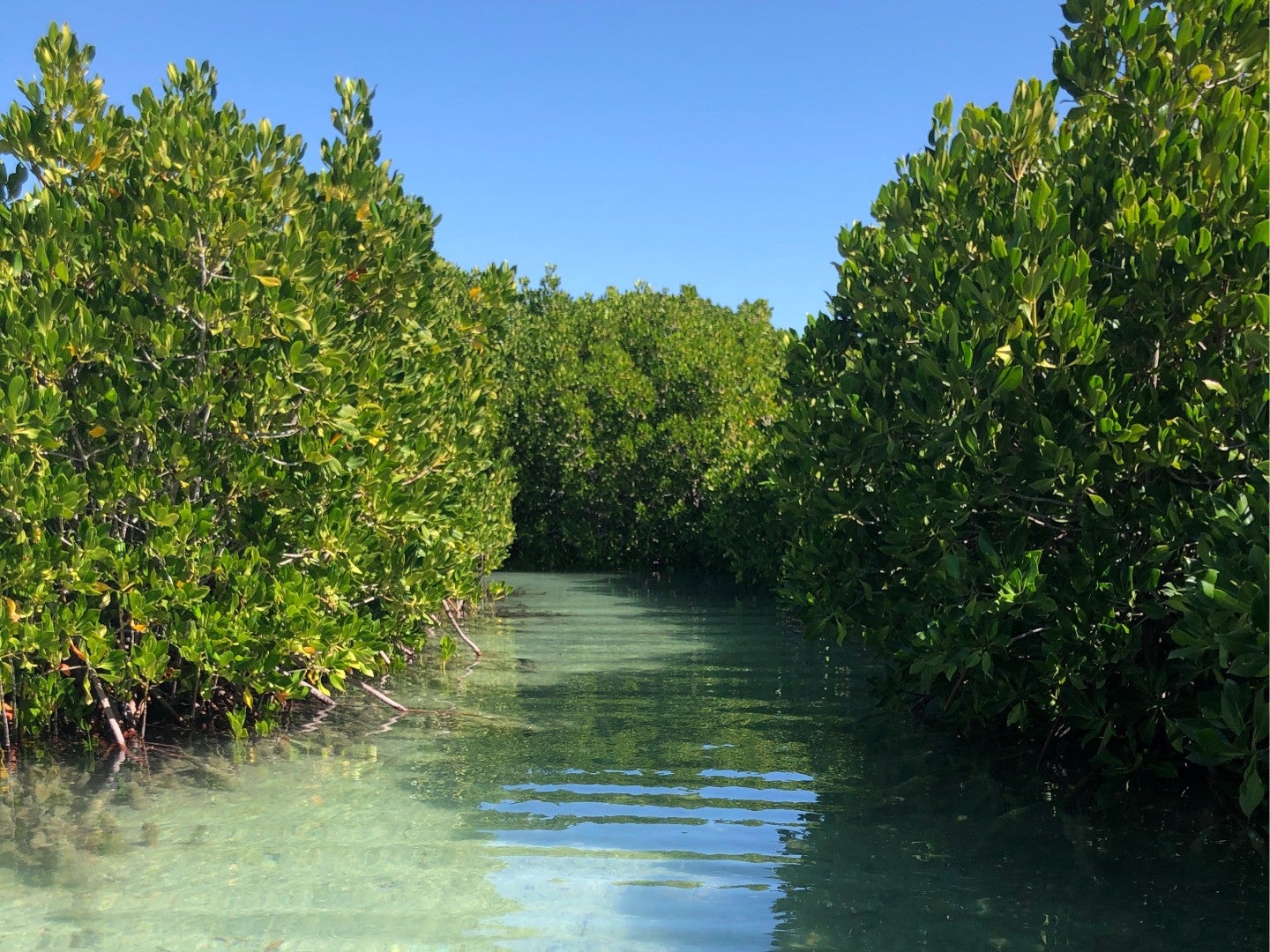 Red mangroves growing in a tidal creek on the coast of Saudi Arabia