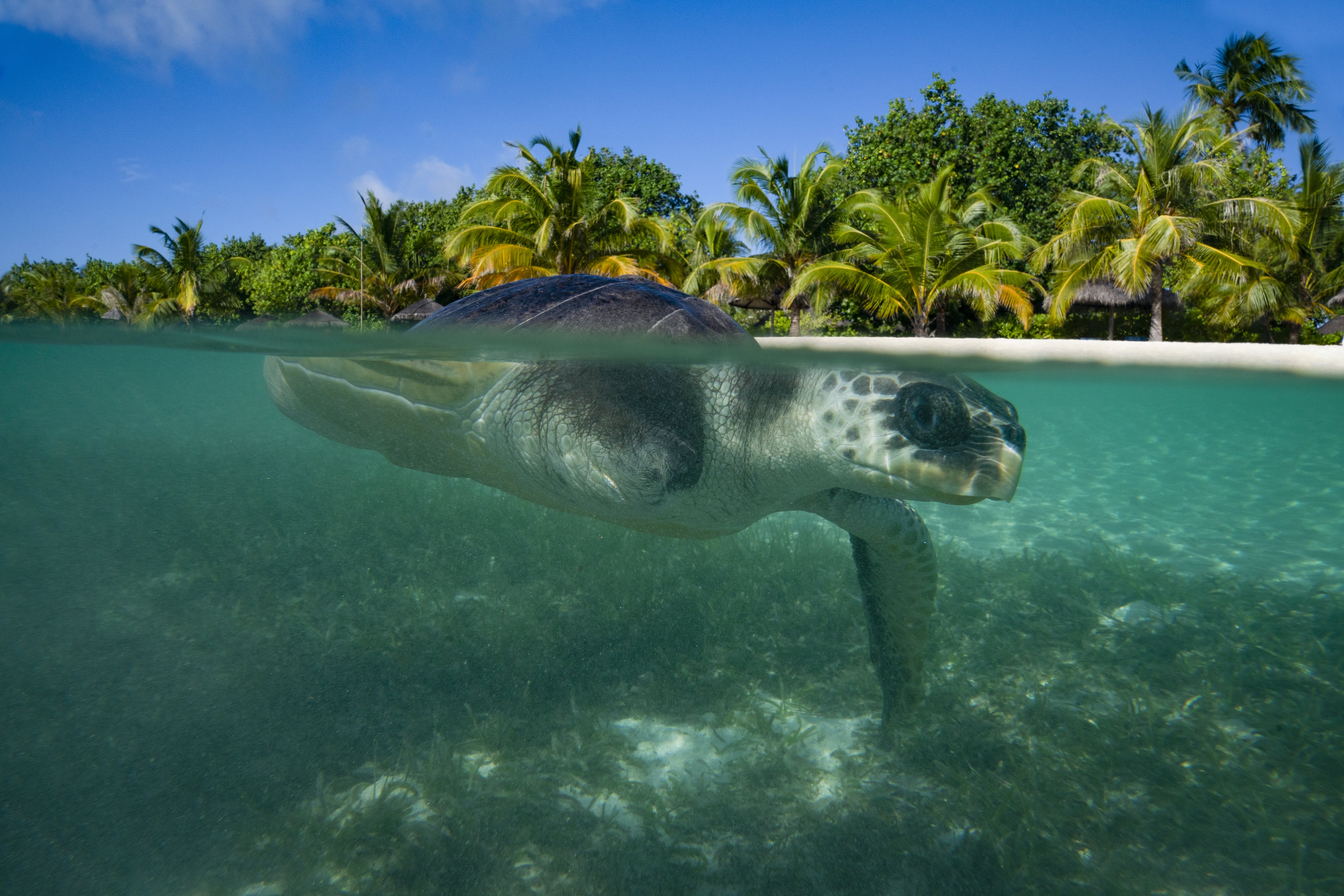 April enjoys a swim in the sea as a part of her enrichment in the Maldives (Kirsty O’Connor/PA)