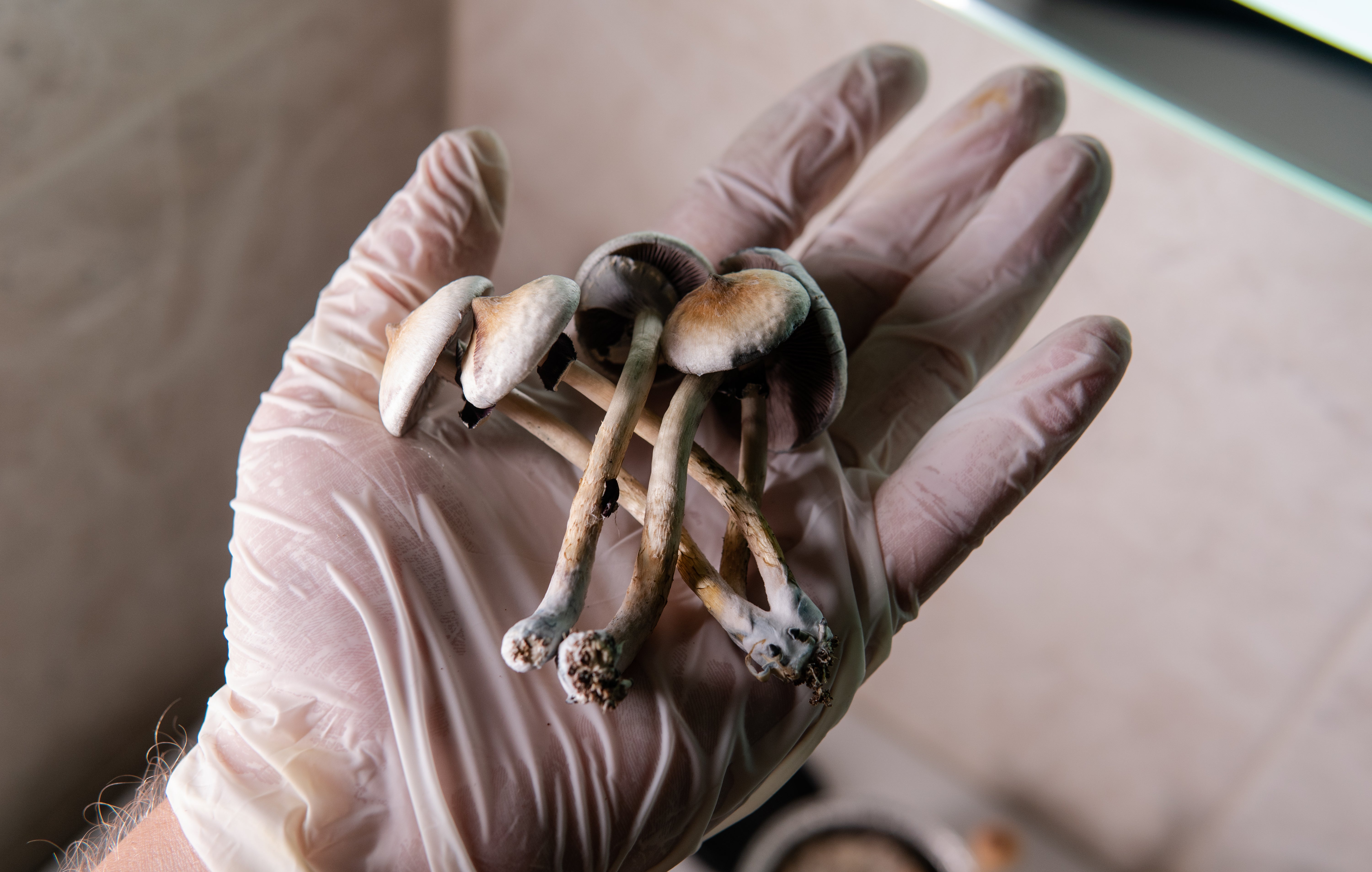 A grower holds psilocybin mushrooms.