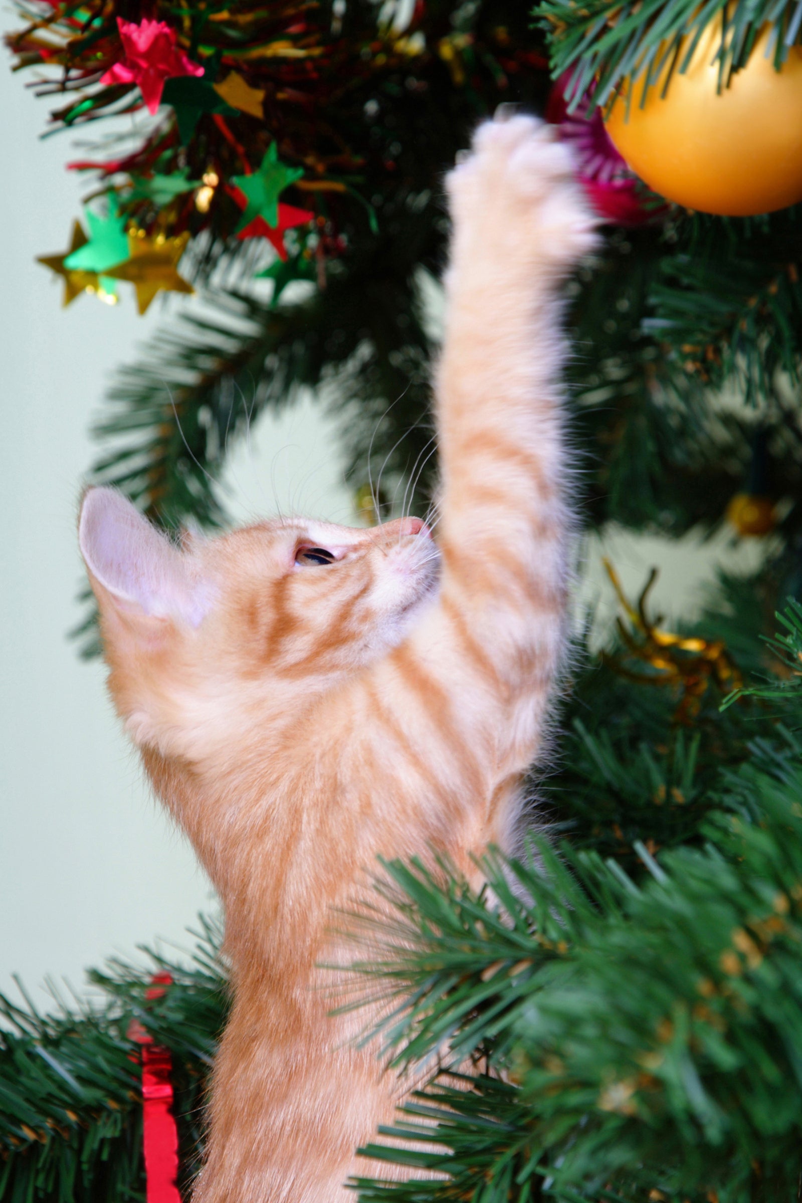 A kitten plays with the Christmas tree