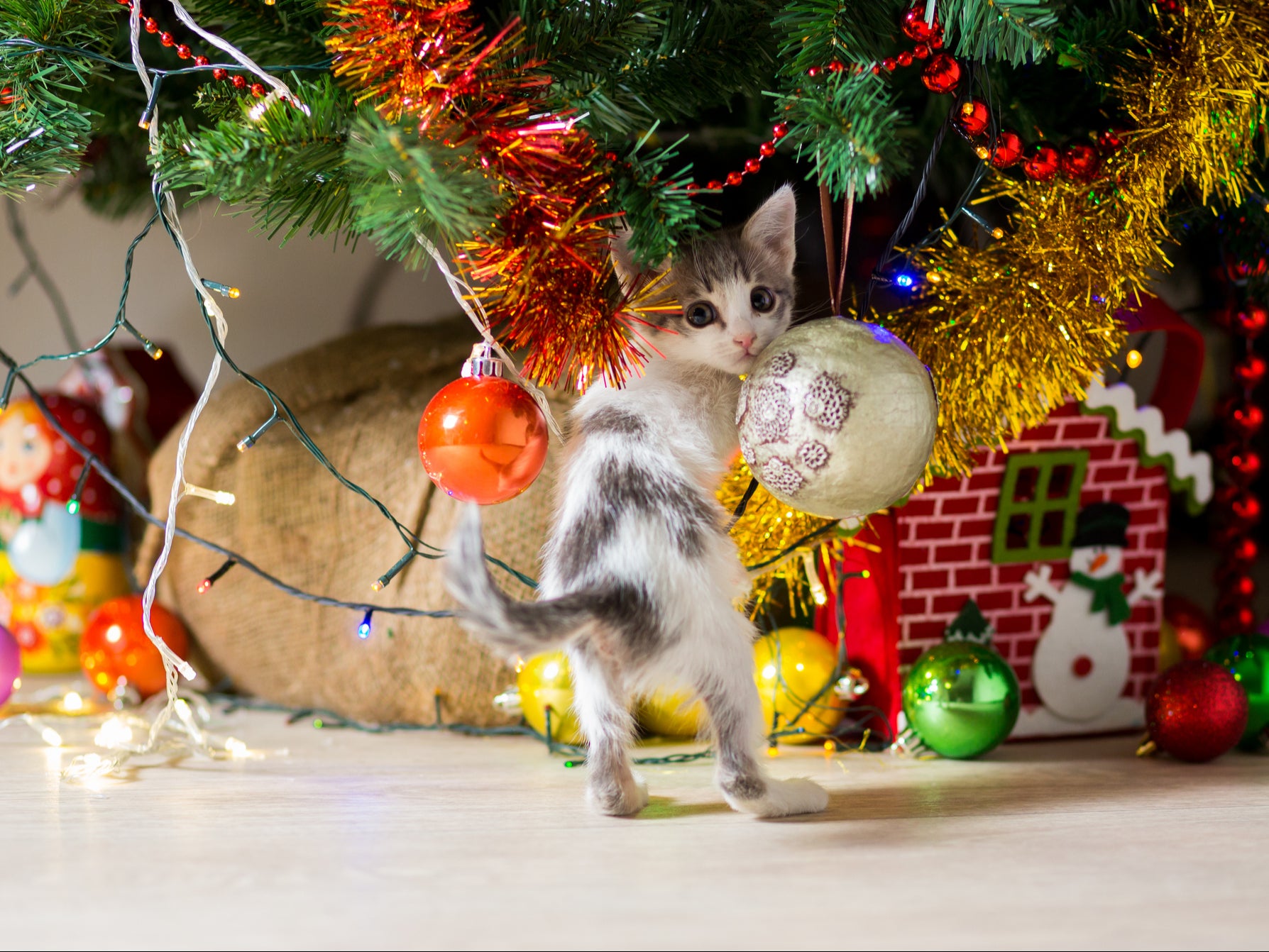 Kitten plays under the Christmas tree