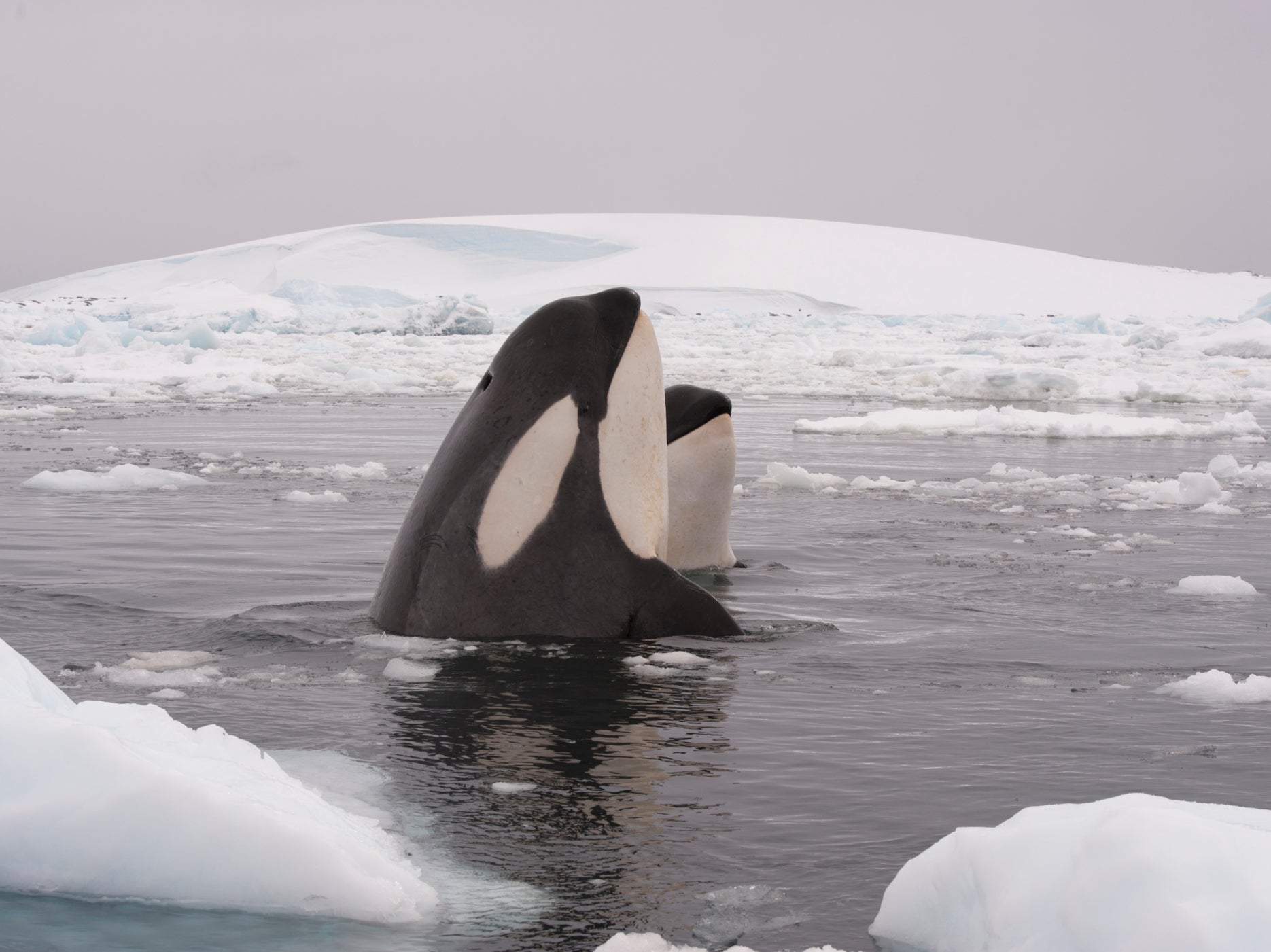 Killer whales poke their heads through the ice. The species is increasingly moving to Arctic areas once more extensively covered by sea ice