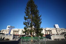 ‘It resembles a half-plucked chicken’: Britons left disappointed by ‘sad’ Trafalgar Square Christmas tree