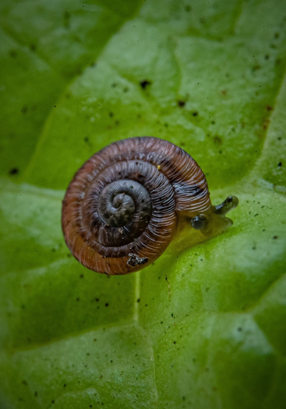 Experts at Chester Zoo have now successfully bred the rare snails (Chester Zoo)