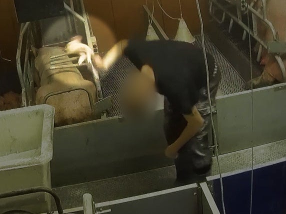 Pigs beaten and cut without pain relief on farm linked to Tesco, Sainsbury, Morrisons and Asda