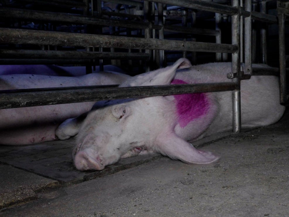 A sow confined to a stall that prevents her moving