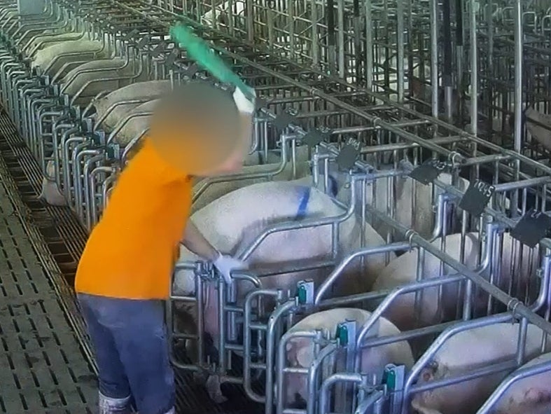 A pig squealed as a worker beat it