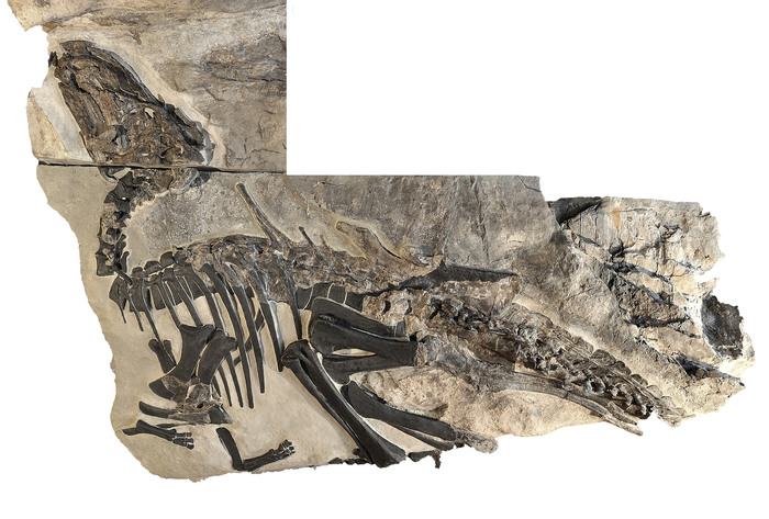 The skeleton of Bruno, an adult individual of the dinosaur ‘Tethyshadros insularis’ described in this new study