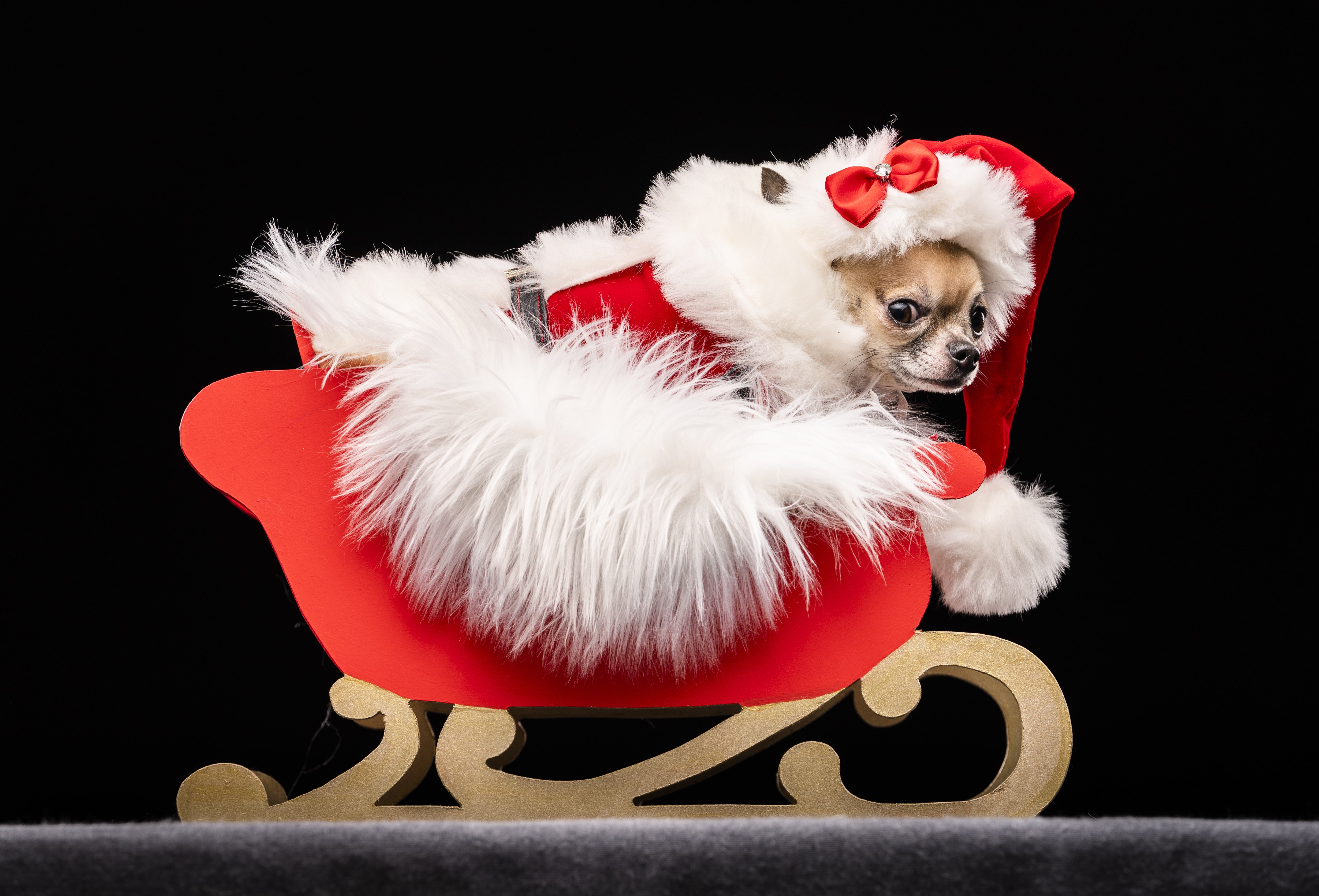 Dolly the Chihuahua, during the Victorian Christmas themed Furbabies Dog Pageant (Danny Lawson/PA)