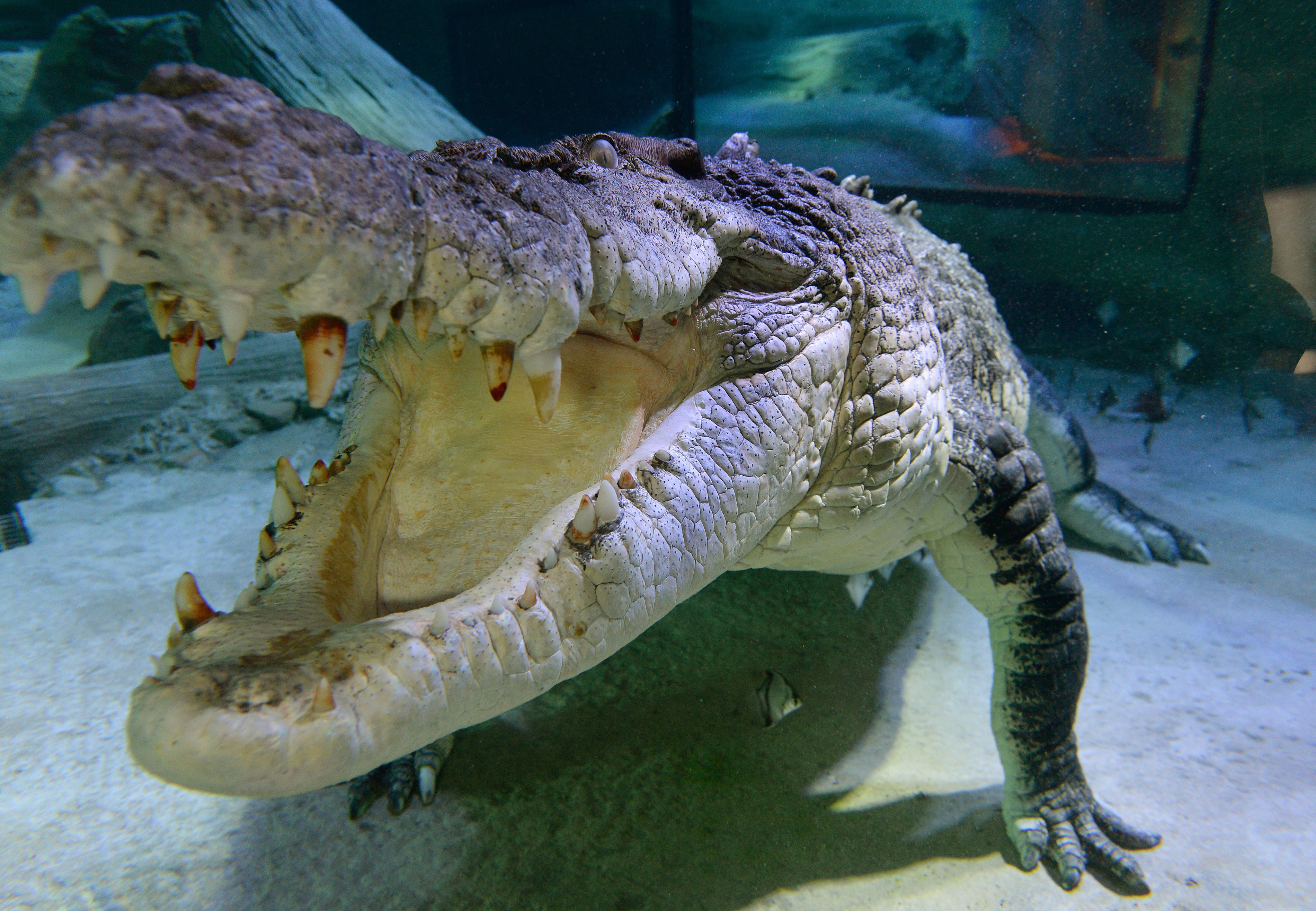 The teenager was attacked by a crocodile (Anthony Devlin/PA)