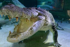 British teenager ‘very lucky’ to survive crocodile attack in Zambia