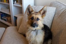 Adult German Shepherd with rare condition still looks like a puppy