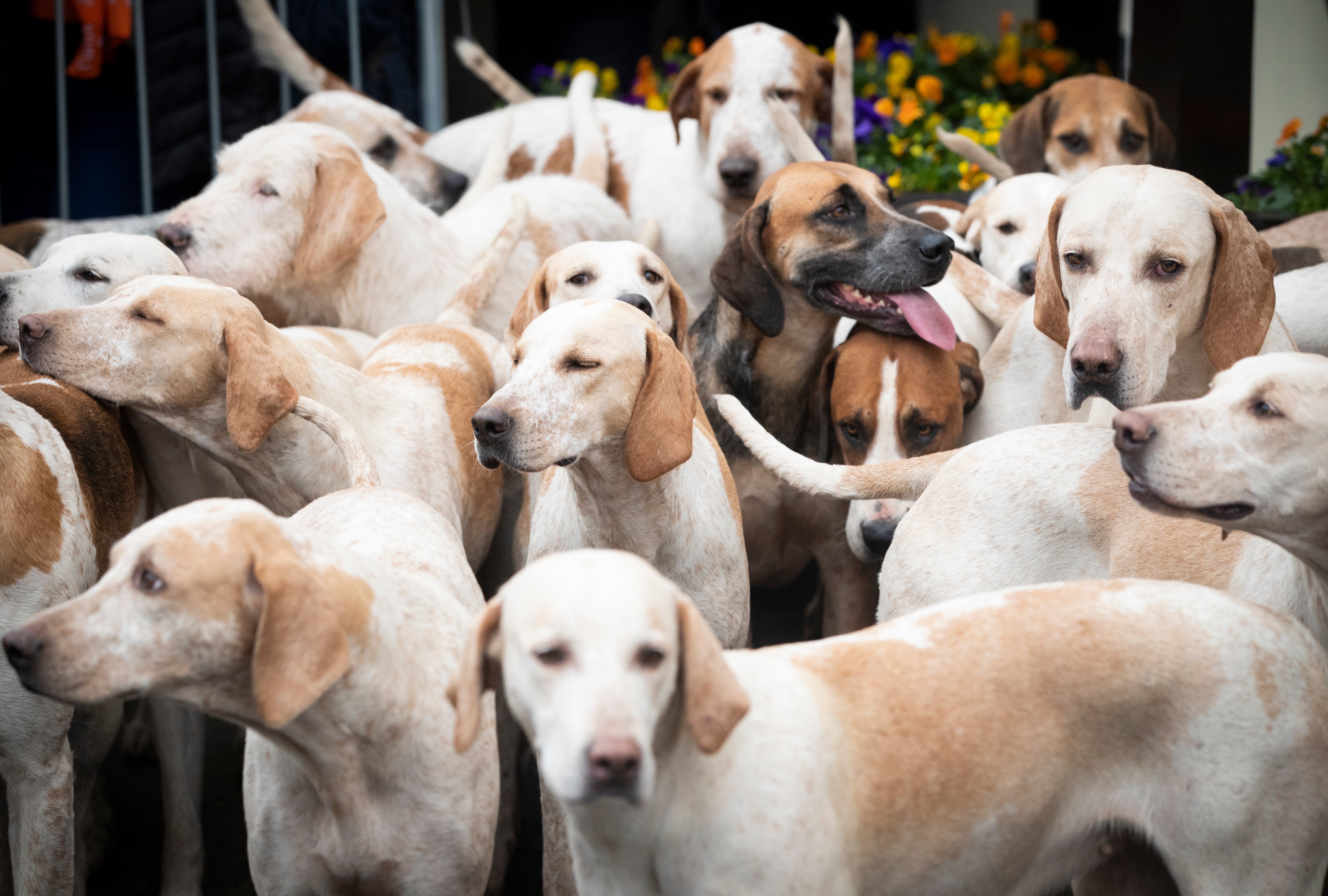 The region remains the only part of the UK where hunting wild mammals with dogs is still permitted (Danny Lawson/PA)