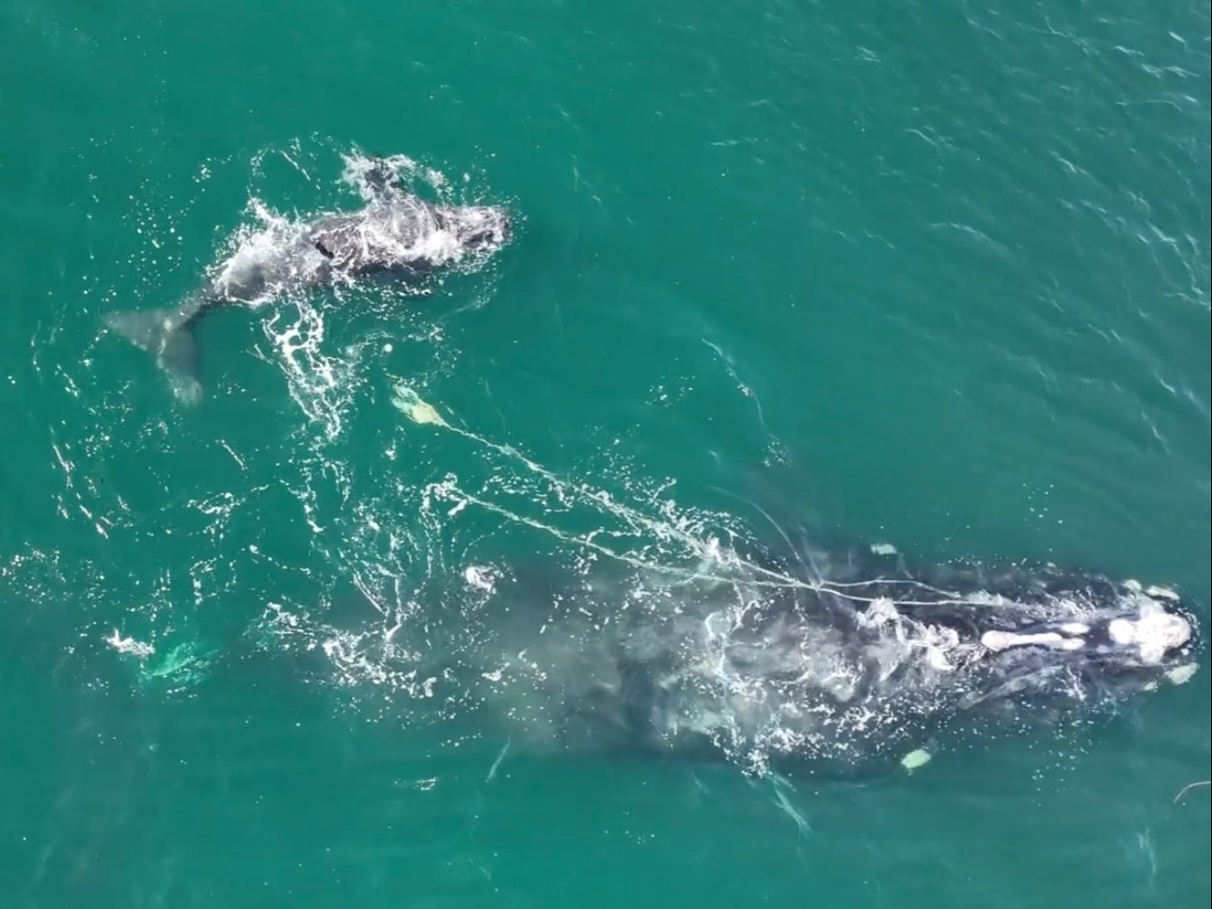 Snow Cone, North Atlantic Right Whale