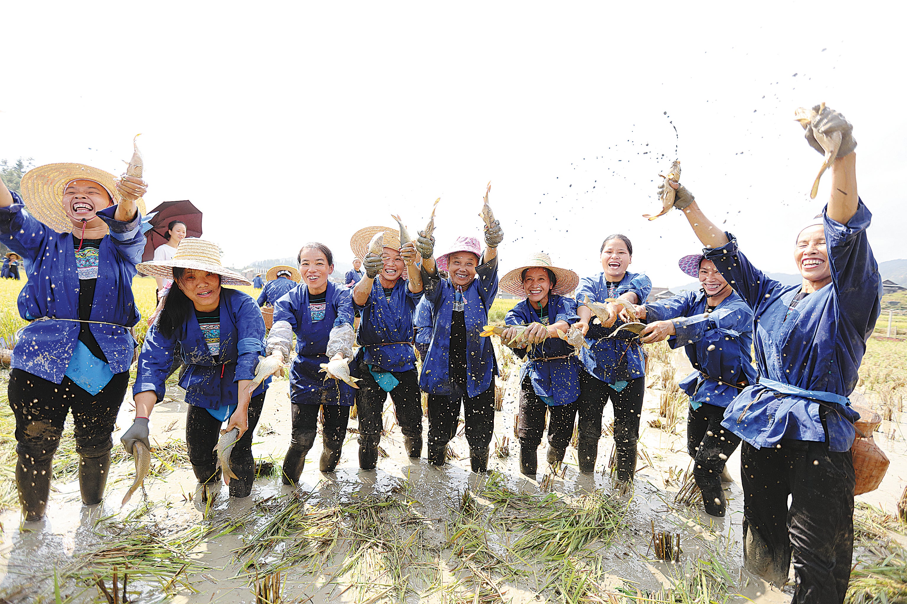 Women of the Dong ethnic group catch fish in the paddy fields in Sanjiang Dong autonomous county in the Guangxi Zhuang autonomous region