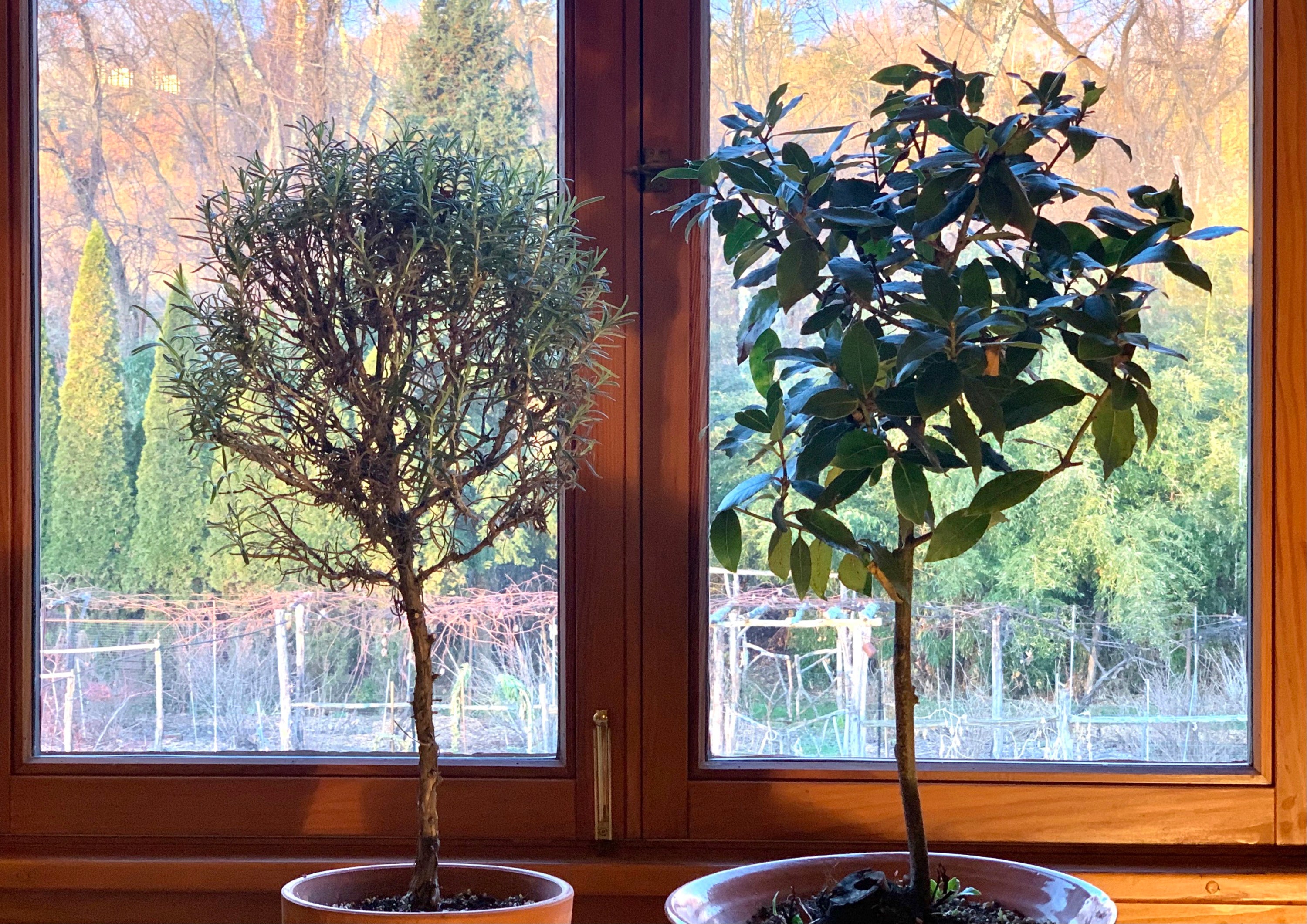 Gardening Windowsill Herbs