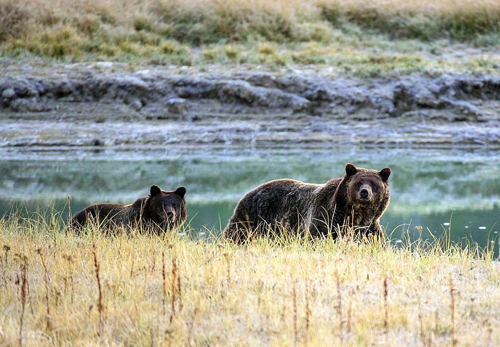 A grizzly bear and her cubs at the Yellowstone National Park (file photo)