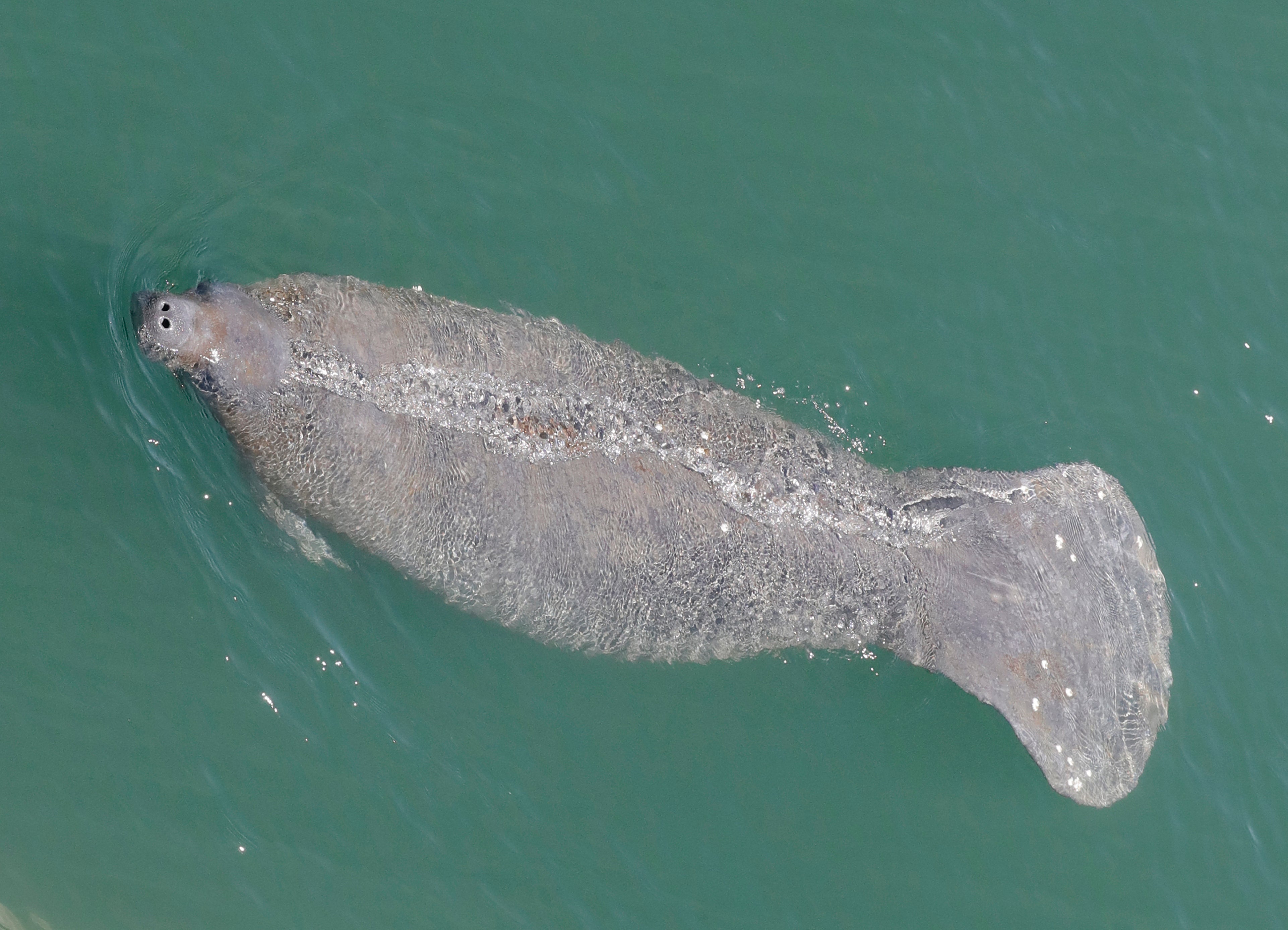 Dying Manatees