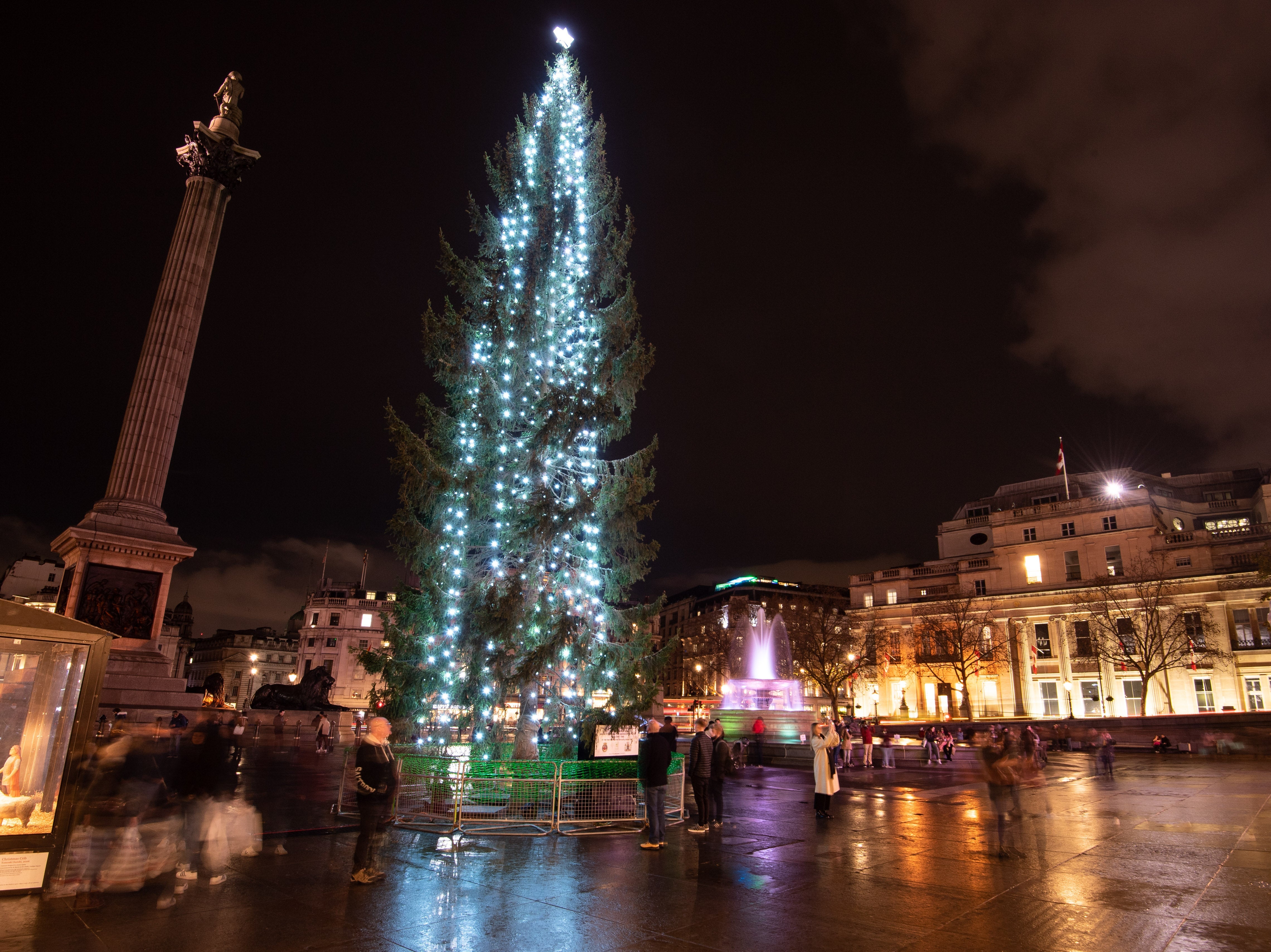 Norway’s gift tree stands in Trafalgar Square