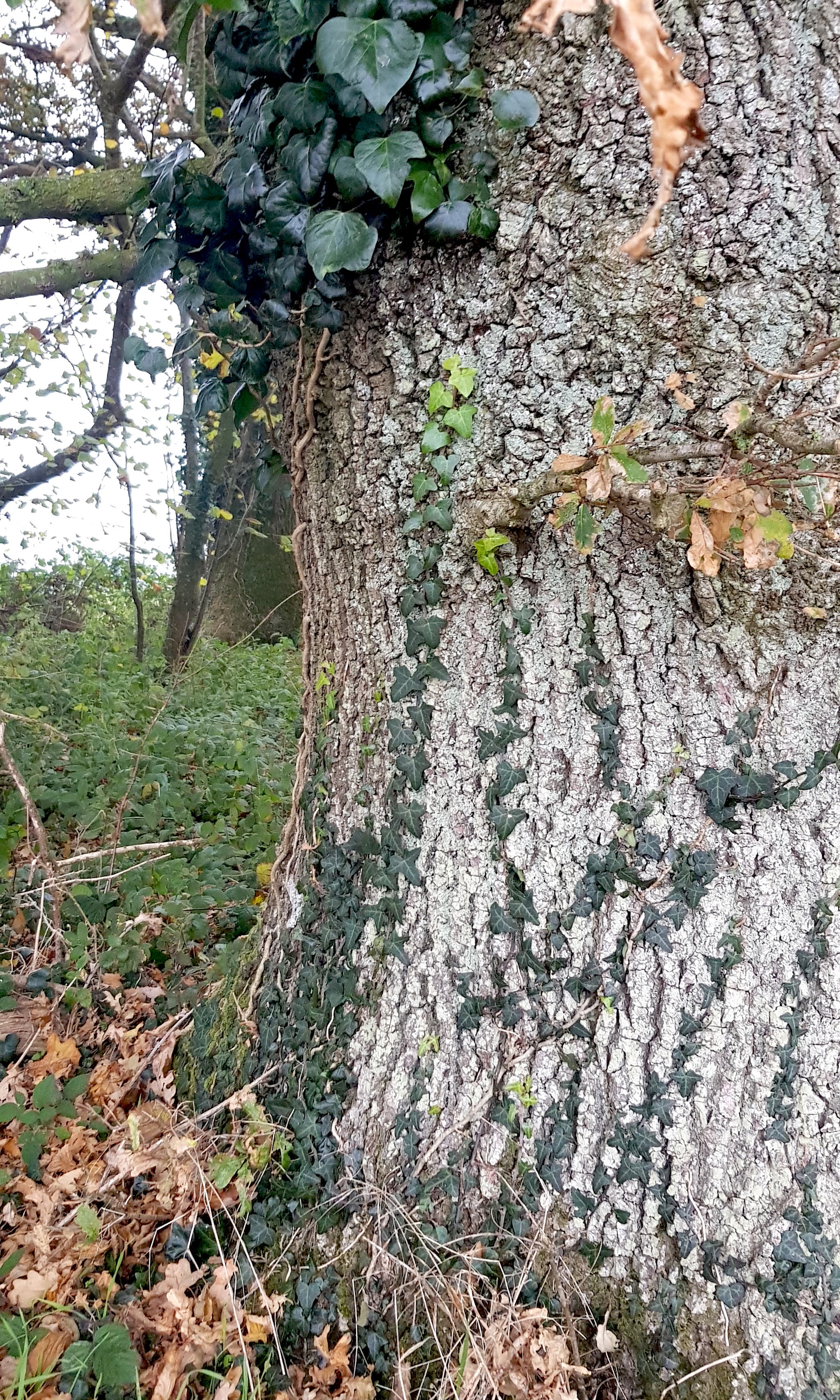 A line on an oak tree where the ivy has been nibbled. In winter deer eat ivy since there’s not much else