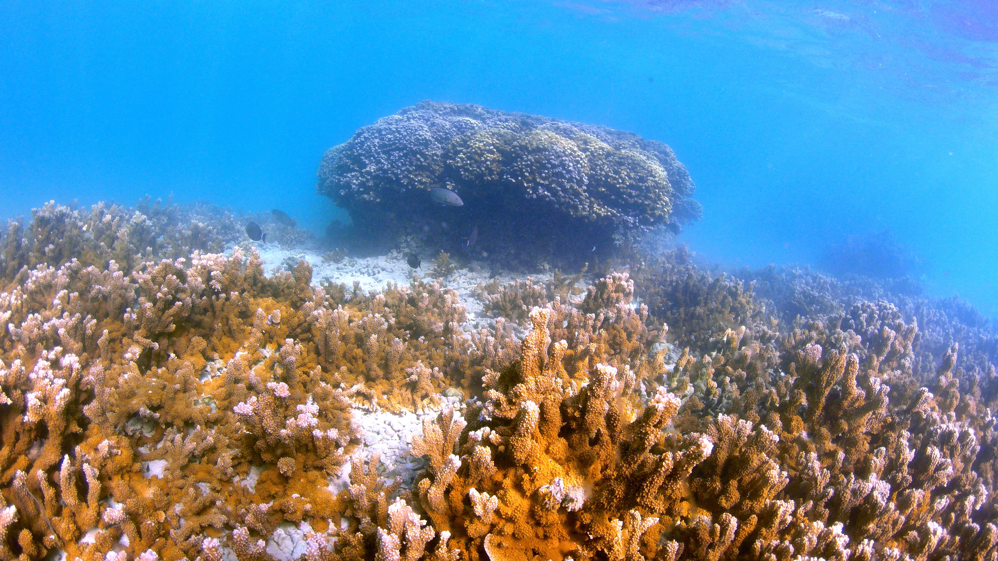 Climate-Super Coral Evolution