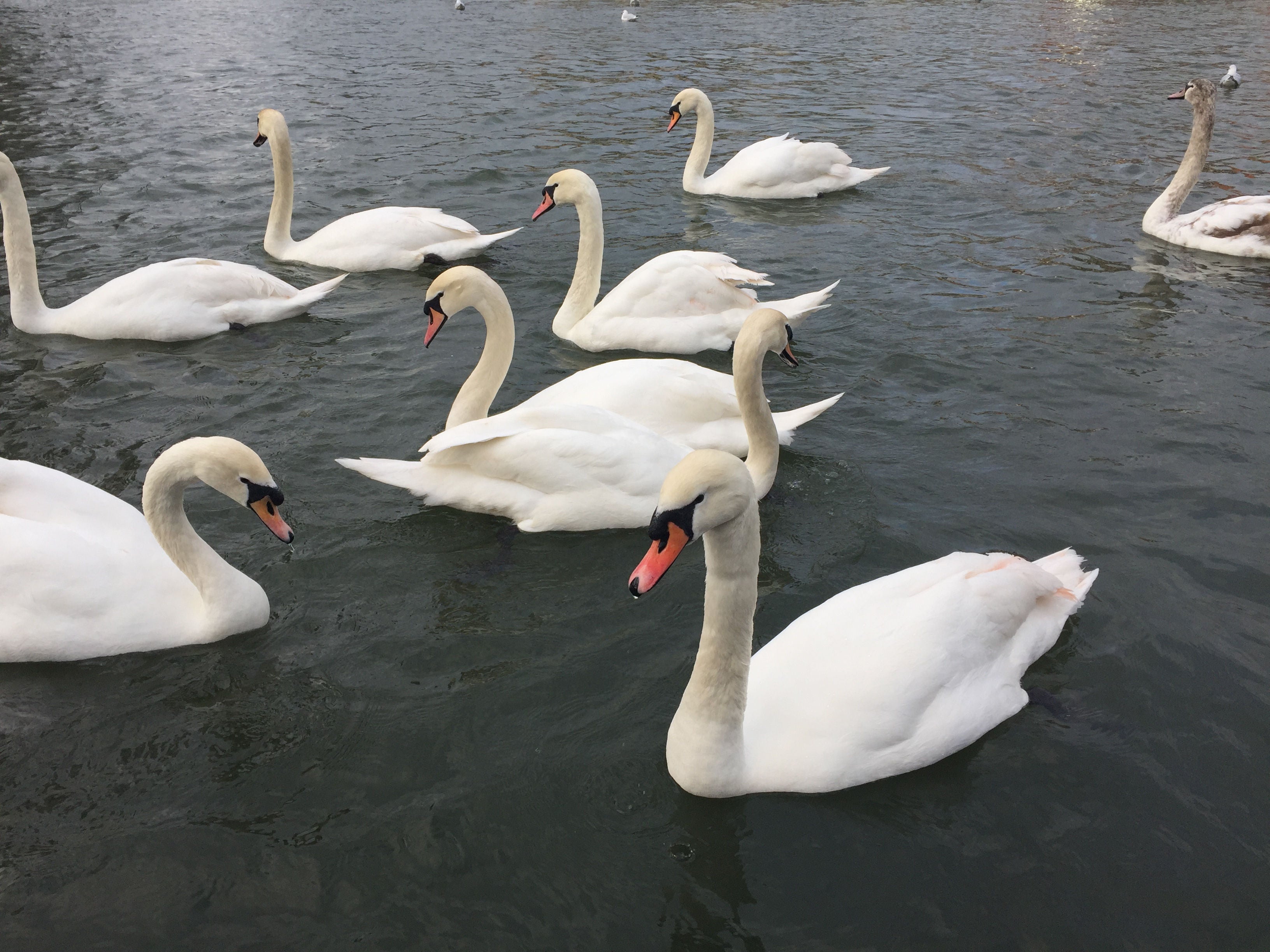 Wild bird species involved in the outbreak are mostly geese, ducks and swans (PA)