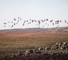 Bird flu at ‘phenomenal’ level in UK, chief vet warns