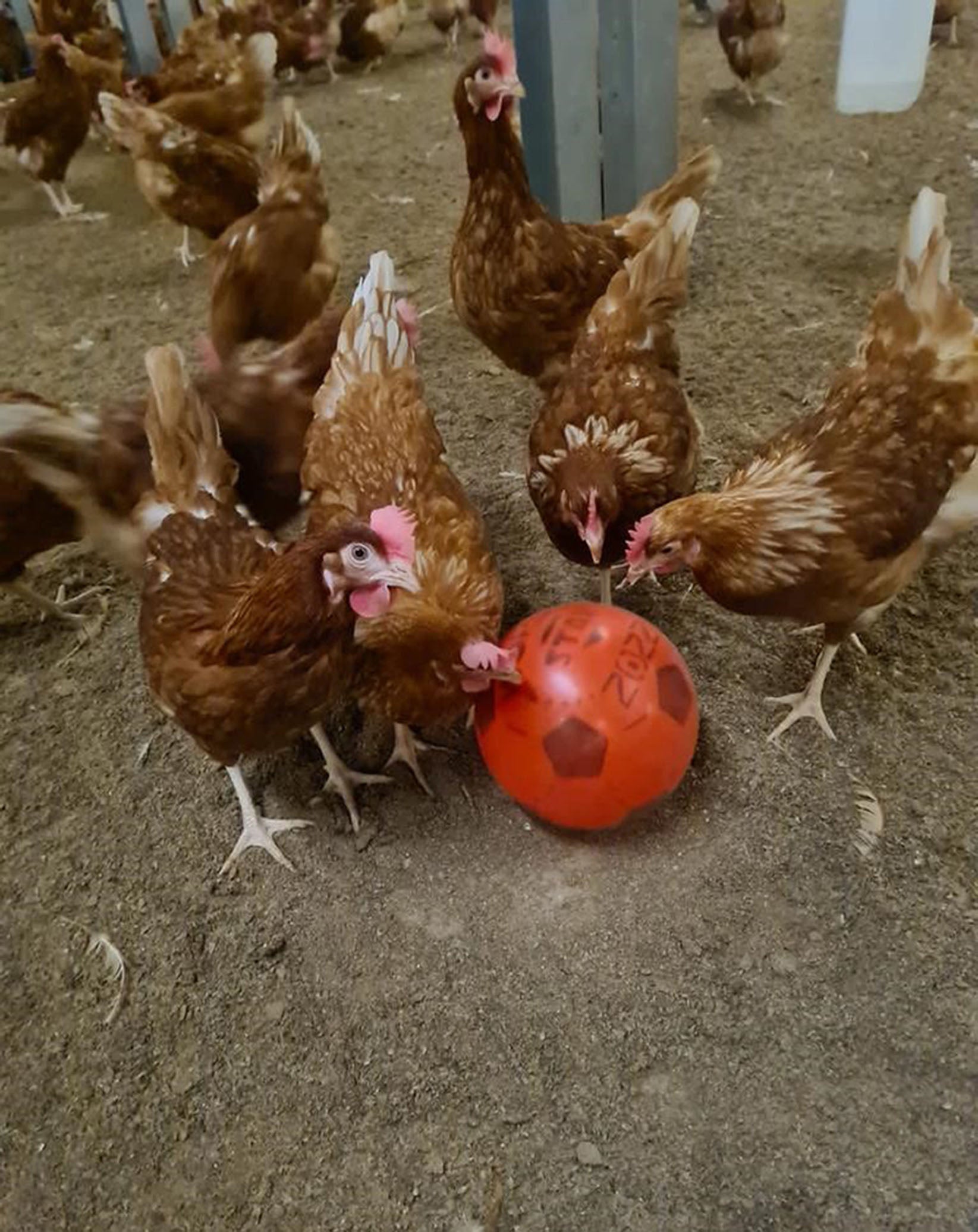 Undated handout photo of chickens at Leicestershire-based egg producer Sunrise Poultry Farms playing with a football while they are stuck indoors during the bird flu lockdown.