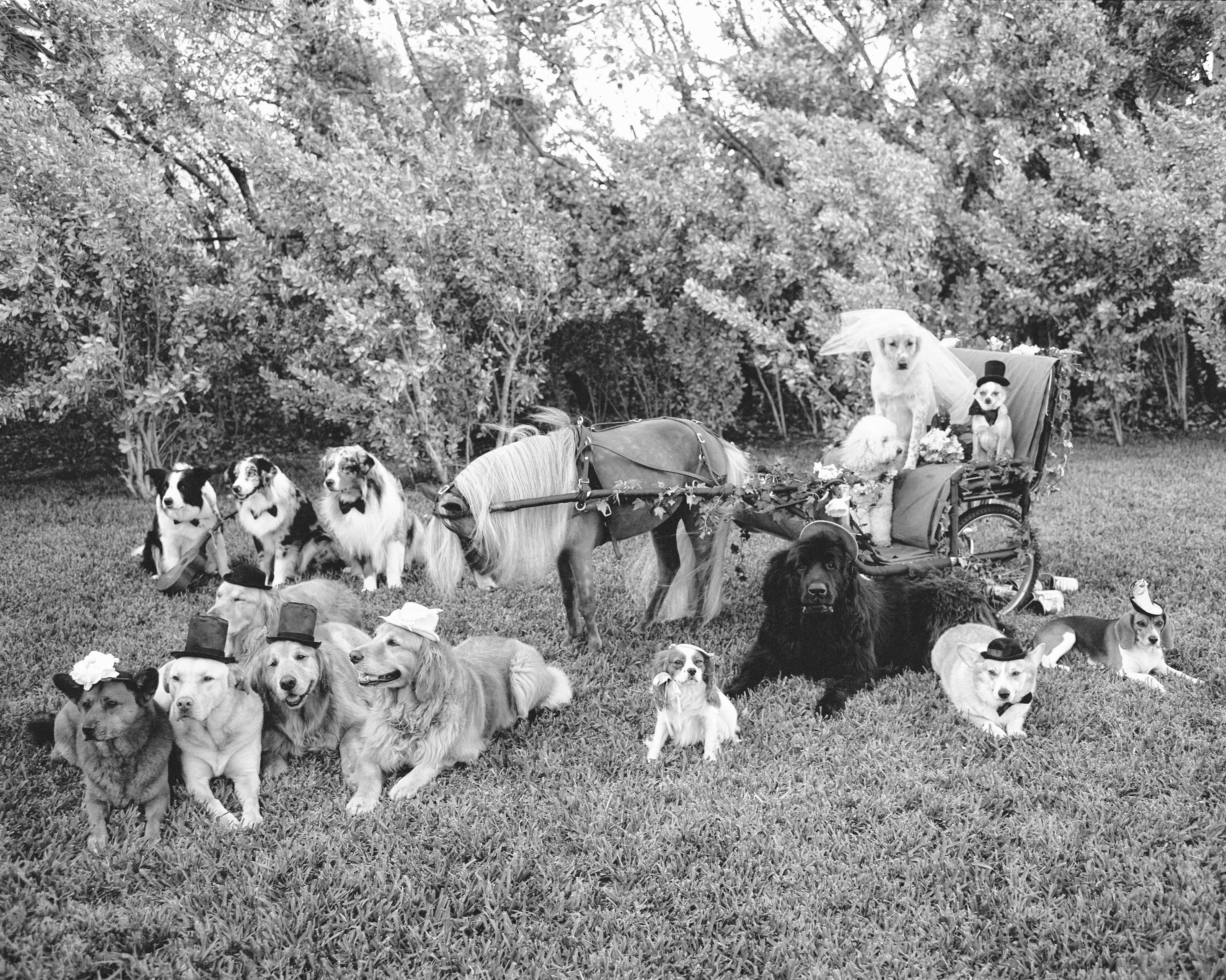 Dog wedding for Vogue, Miami, Florida, 1998