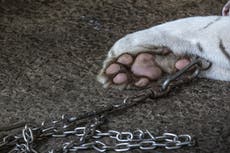 Tigers, lions and monkeys found ‘chained, underweight and stressed’ in Philippines zoos